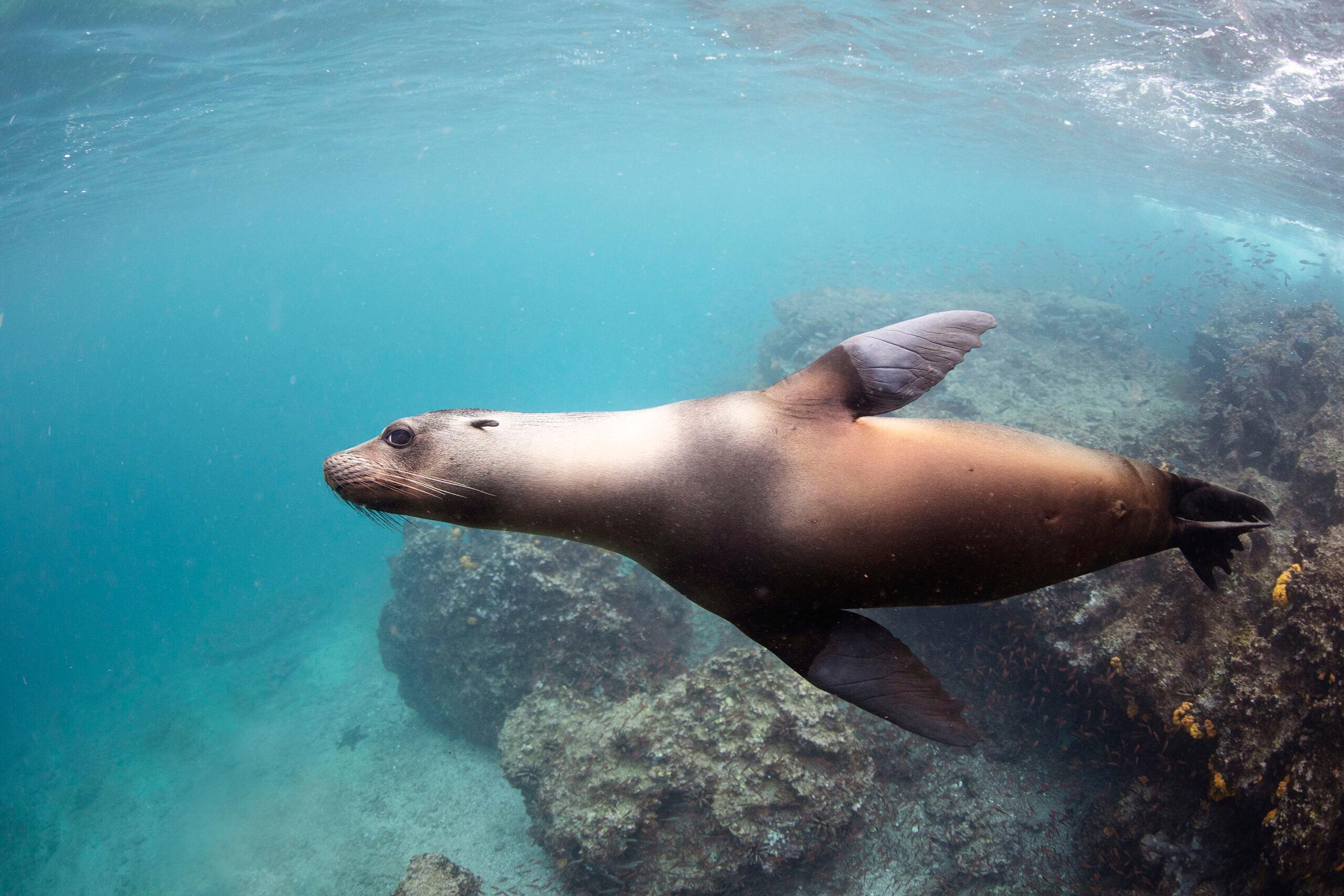 Freediving with the Galápagos Sea Lion