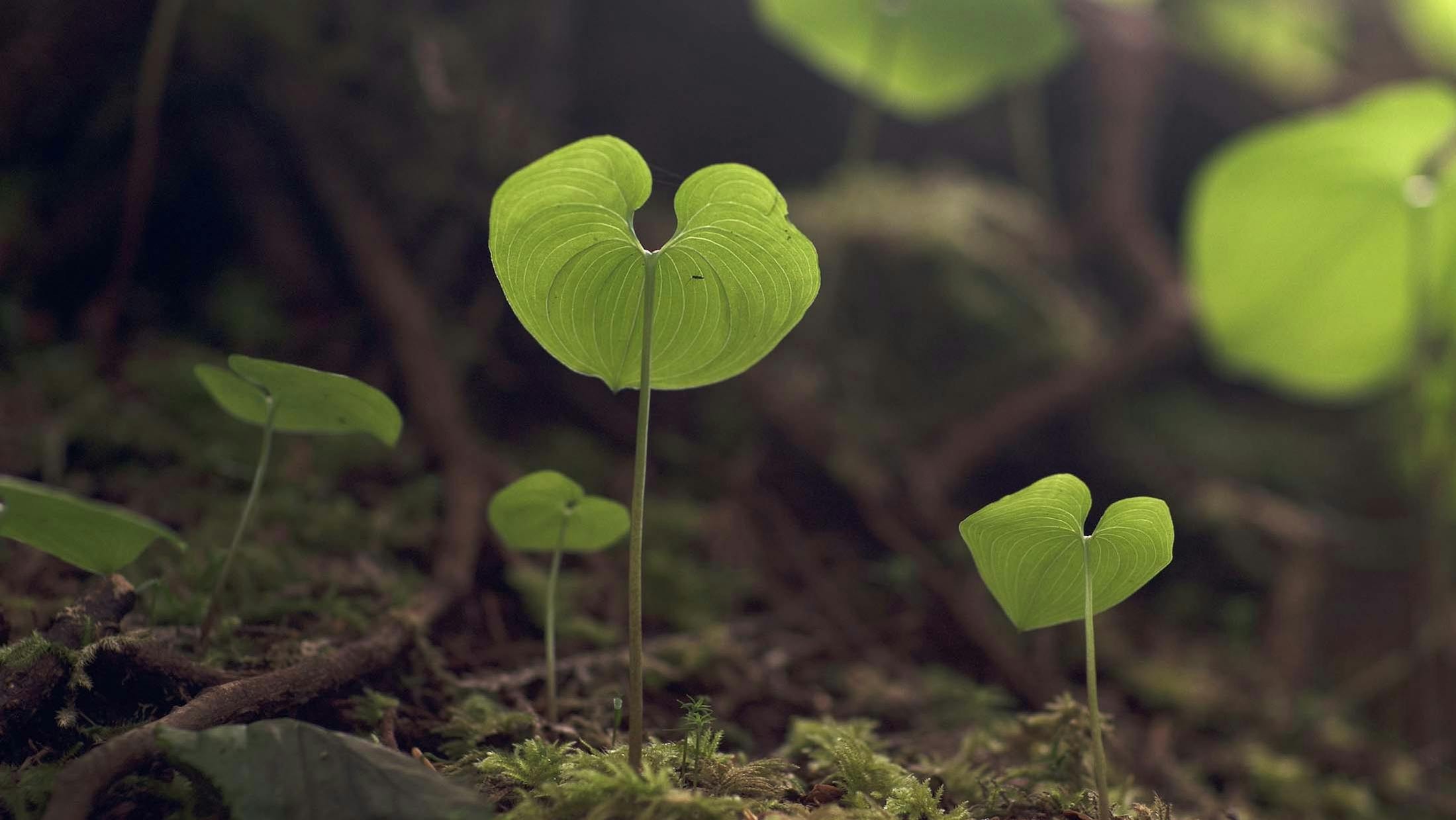 Sunlight hits the flora of Blank Islands, Alaska/Lucia Griggi