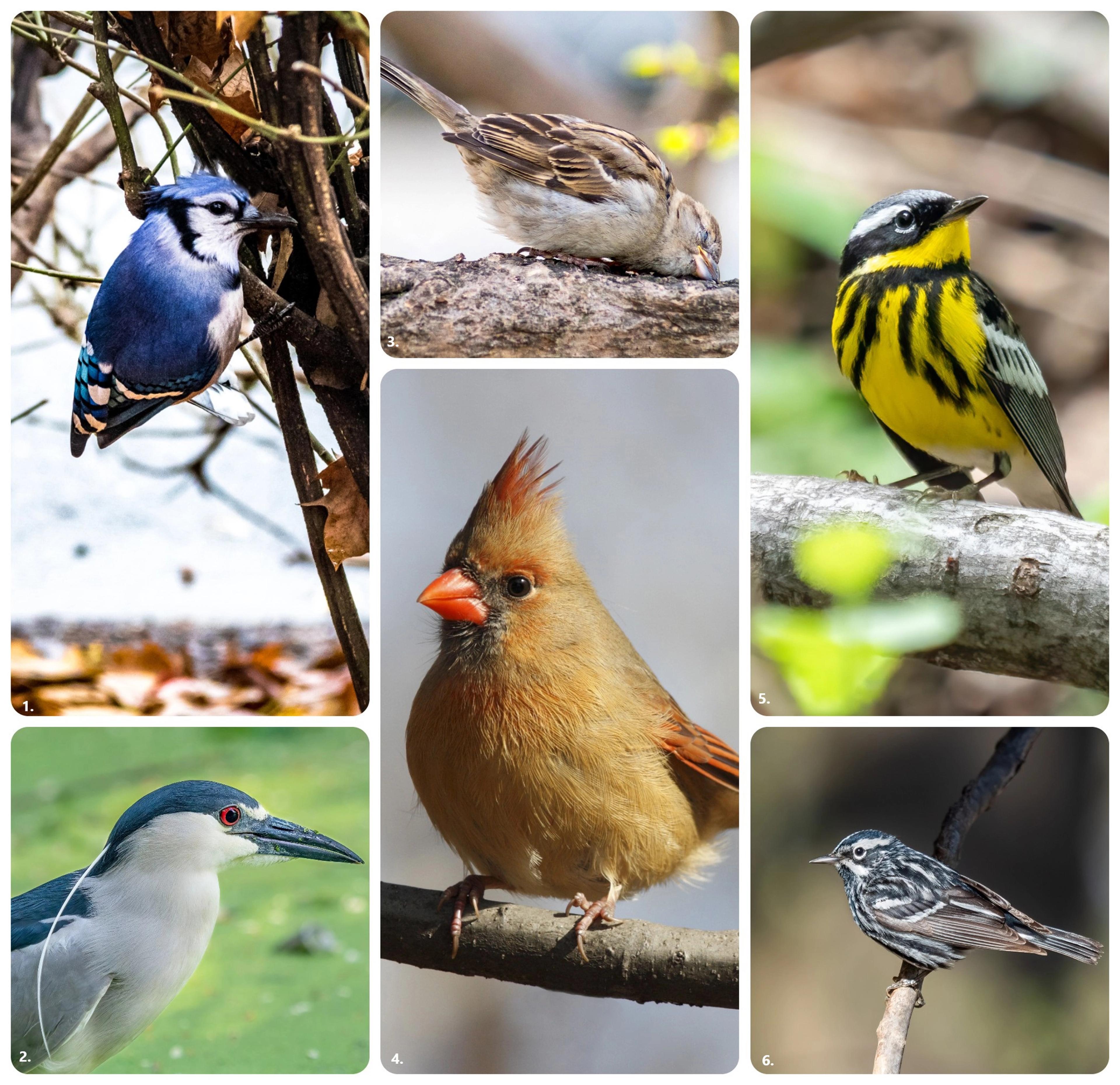 Some of the author's finds on her walk in the Ramble: 1. Blue jay 2. Black-crowned night heron 3. House sparrow 4. Cardinal 5. Magnolia warbler 6. Black and white warbler. (Photos 1, 3 and 4 by Getty Images. Photos 2, 5 and 6 by Wikimedia Commons/Rhododendrites)