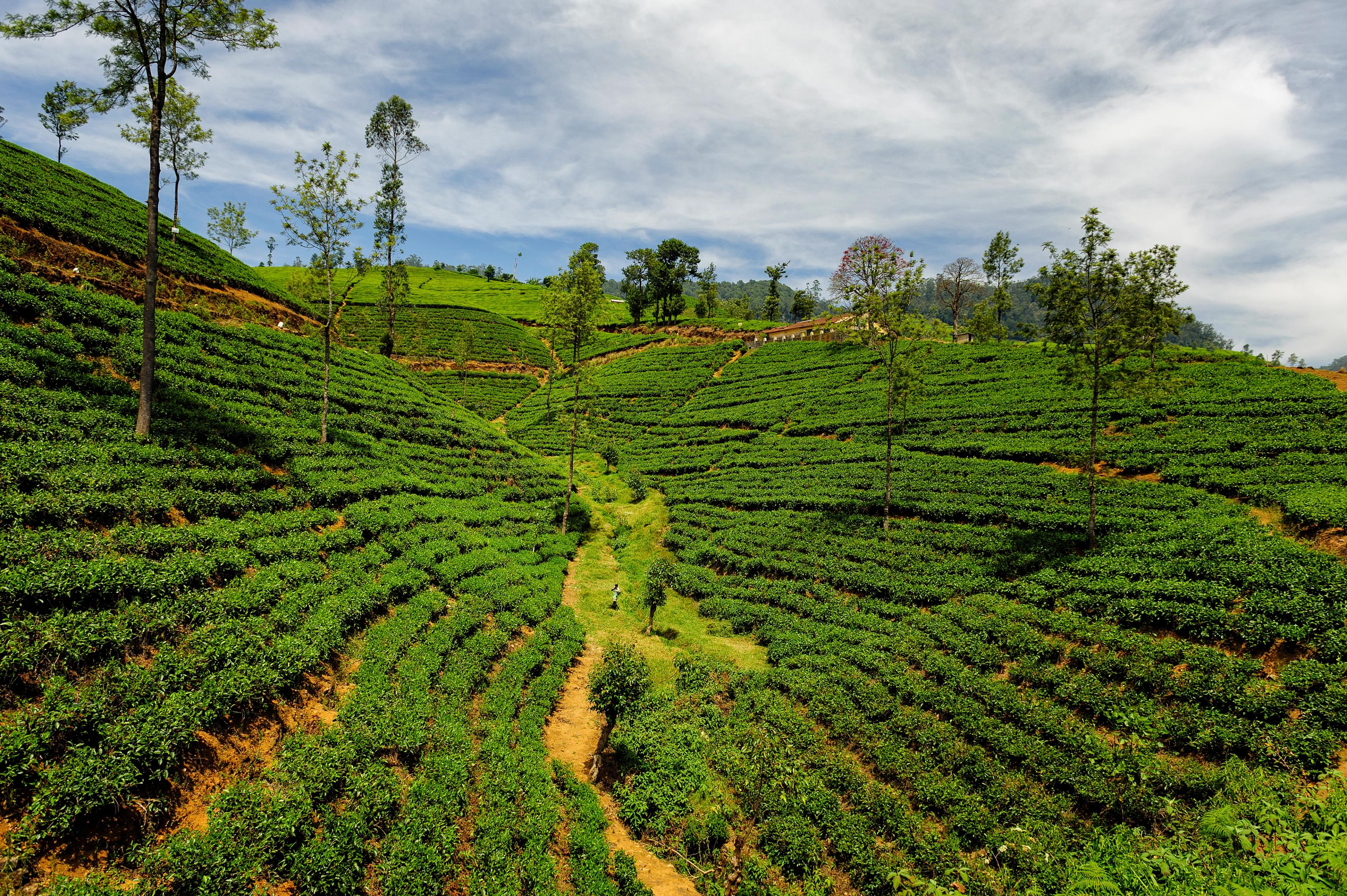 Lush Tea Plantations