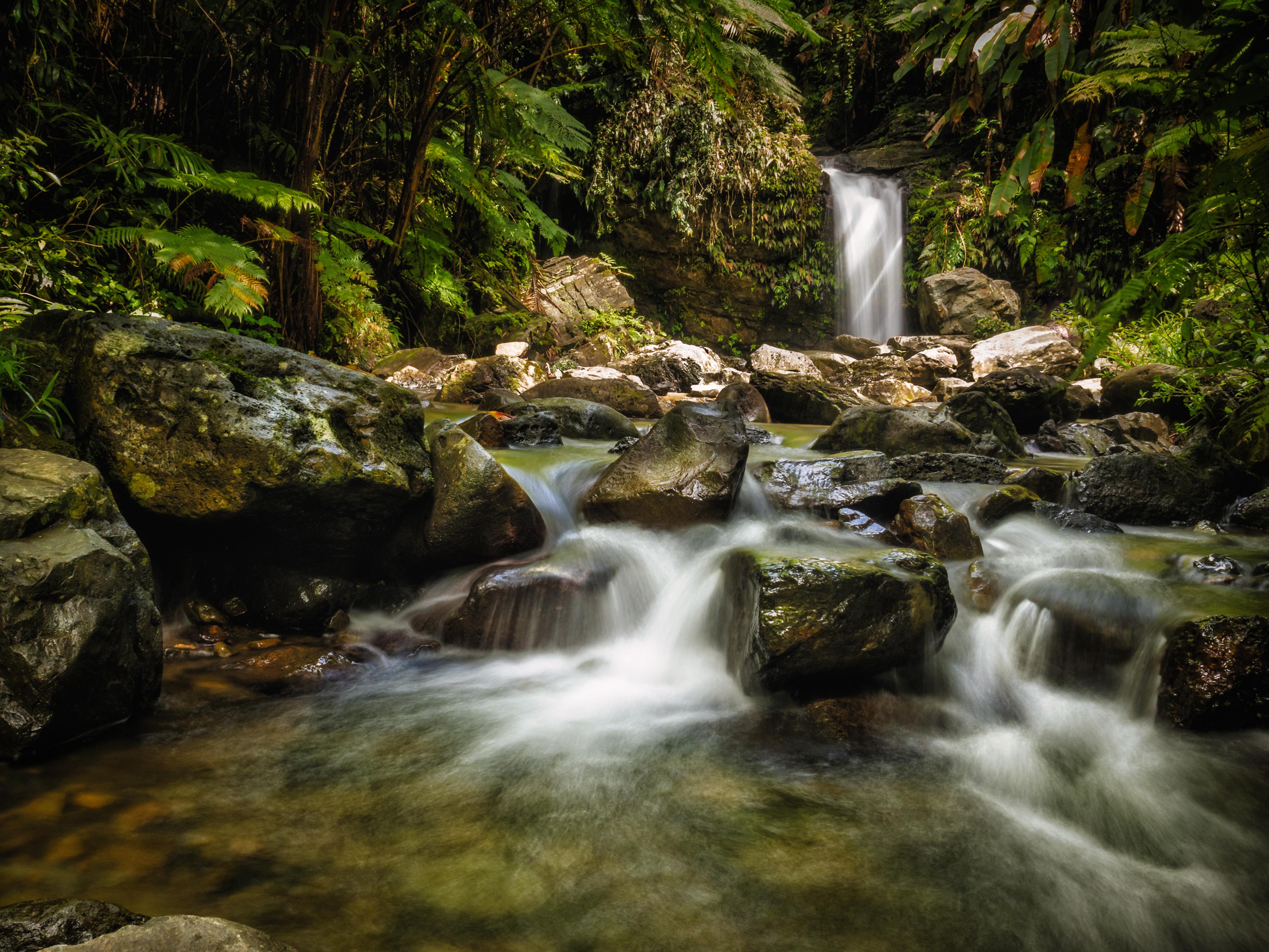 Rain occurs in El Yunque as many as four times a day and the area gets as much as 180 inches a year./Getty Images