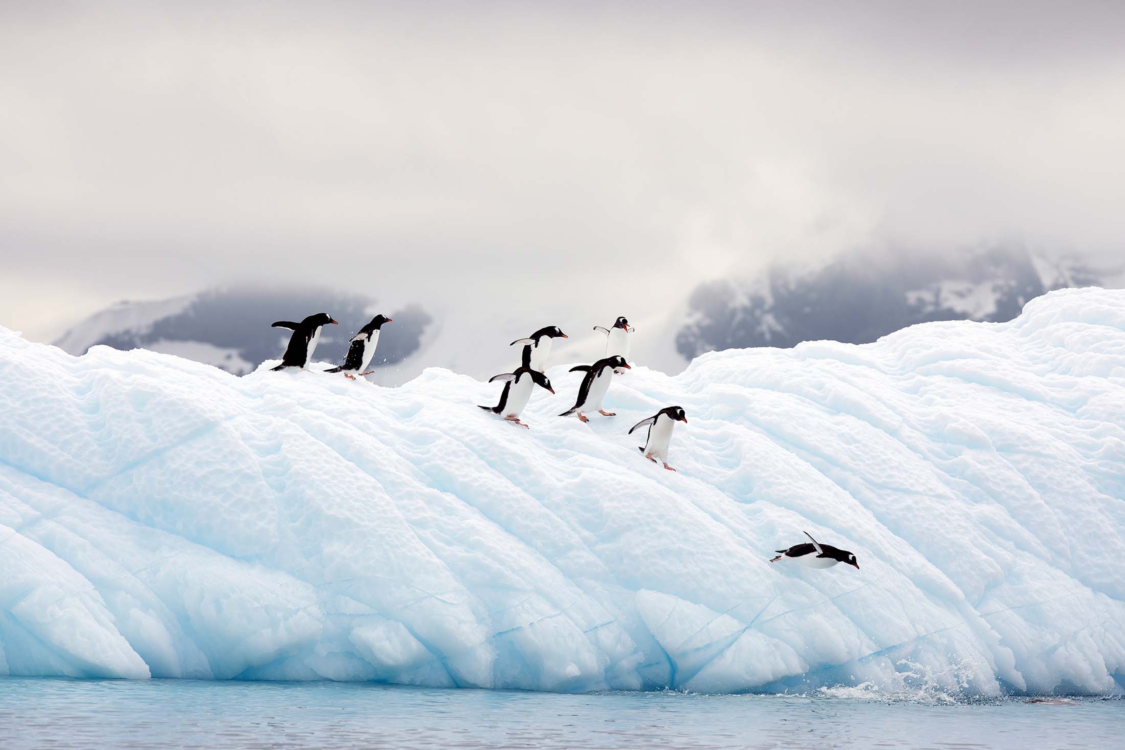 Gentoo Penguins jumping into the ocean at Cierva Cove, Antarctica./Lucia Griggi
