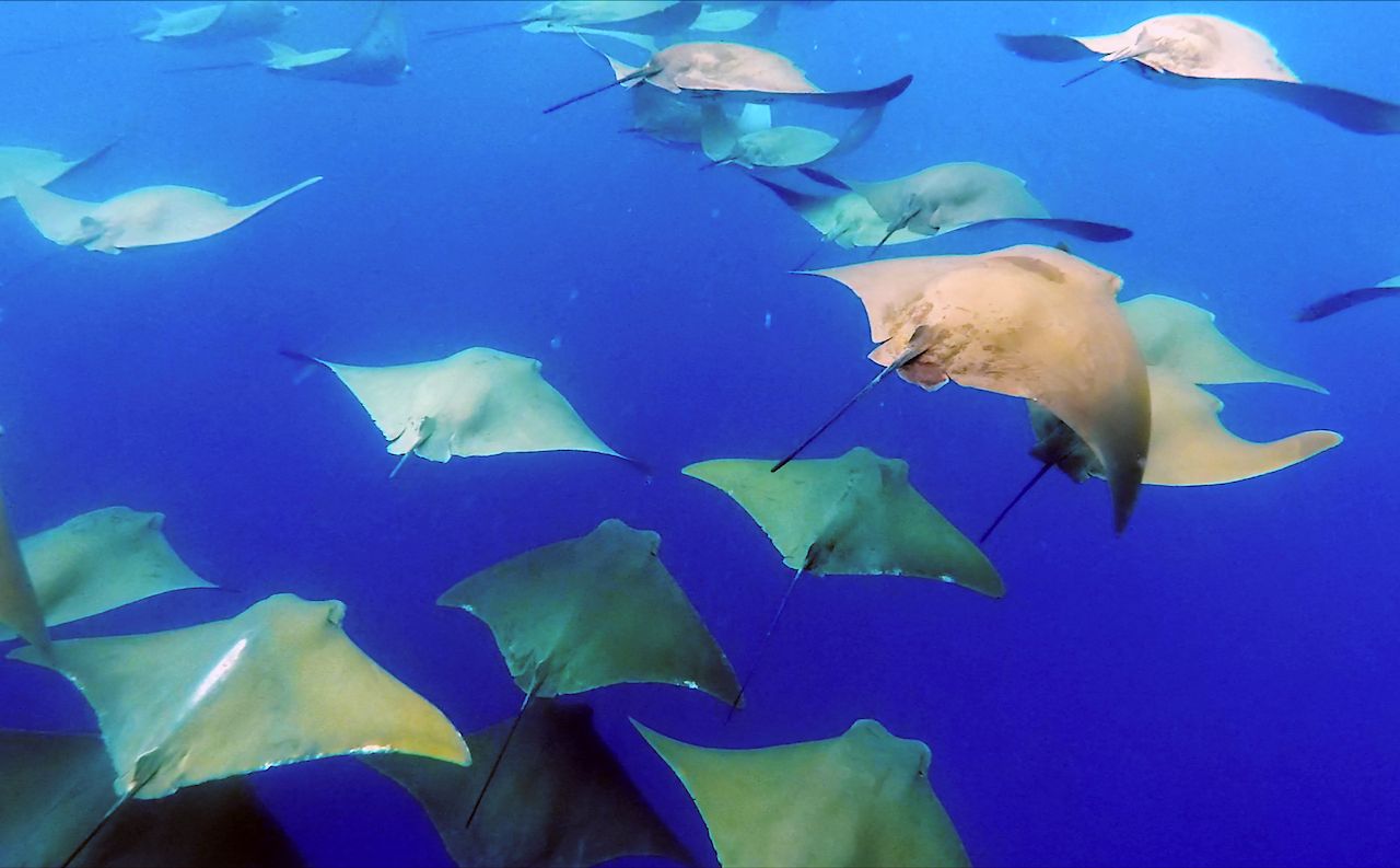 Filming the Manta Rays of the Galápagos