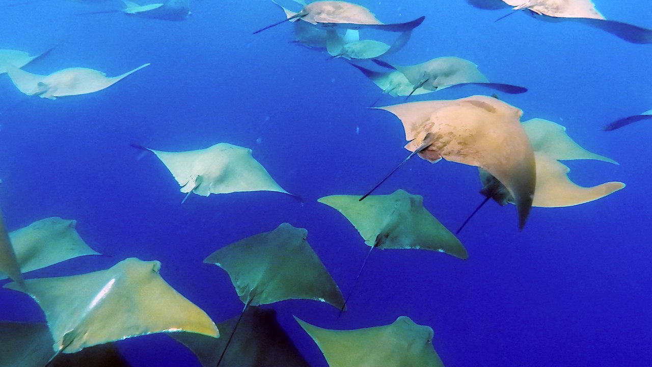 Filming the Manta Rays of the Galápagos