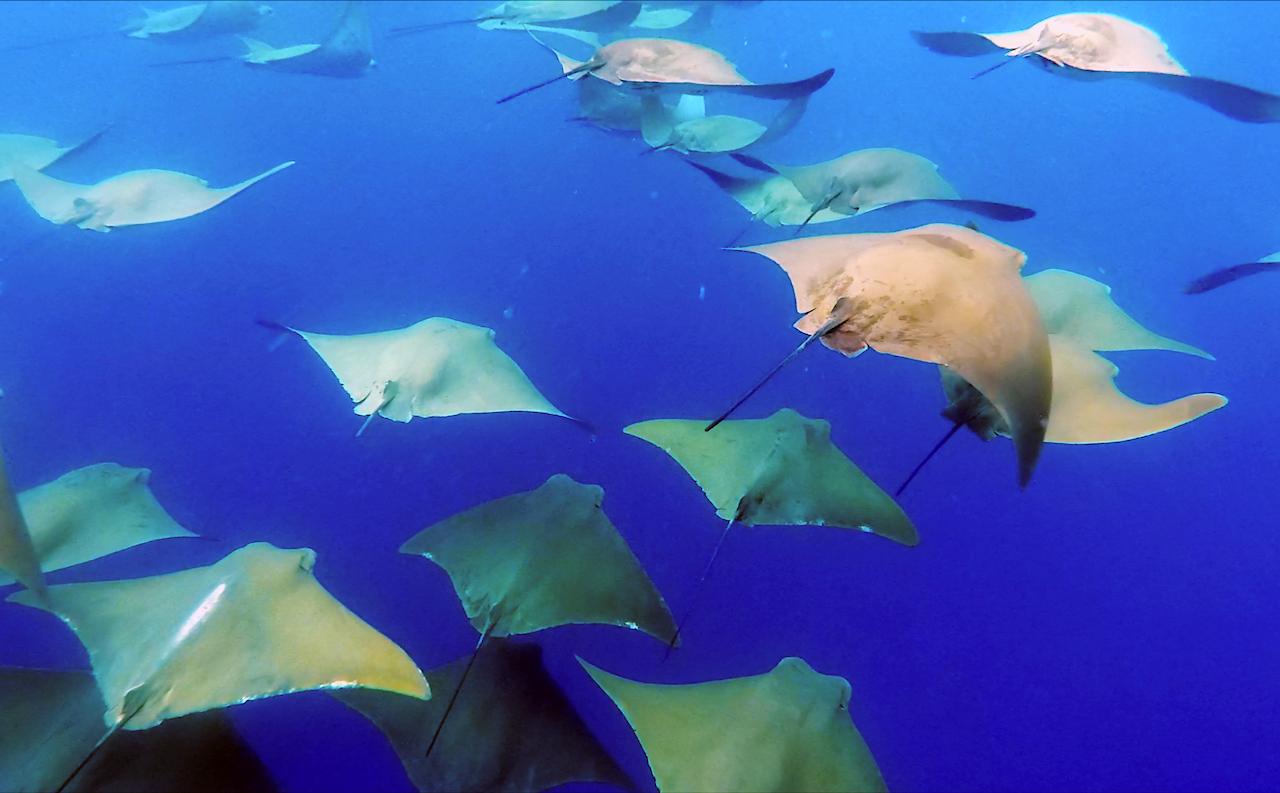 Filming the Manta Rays of the Galápagos