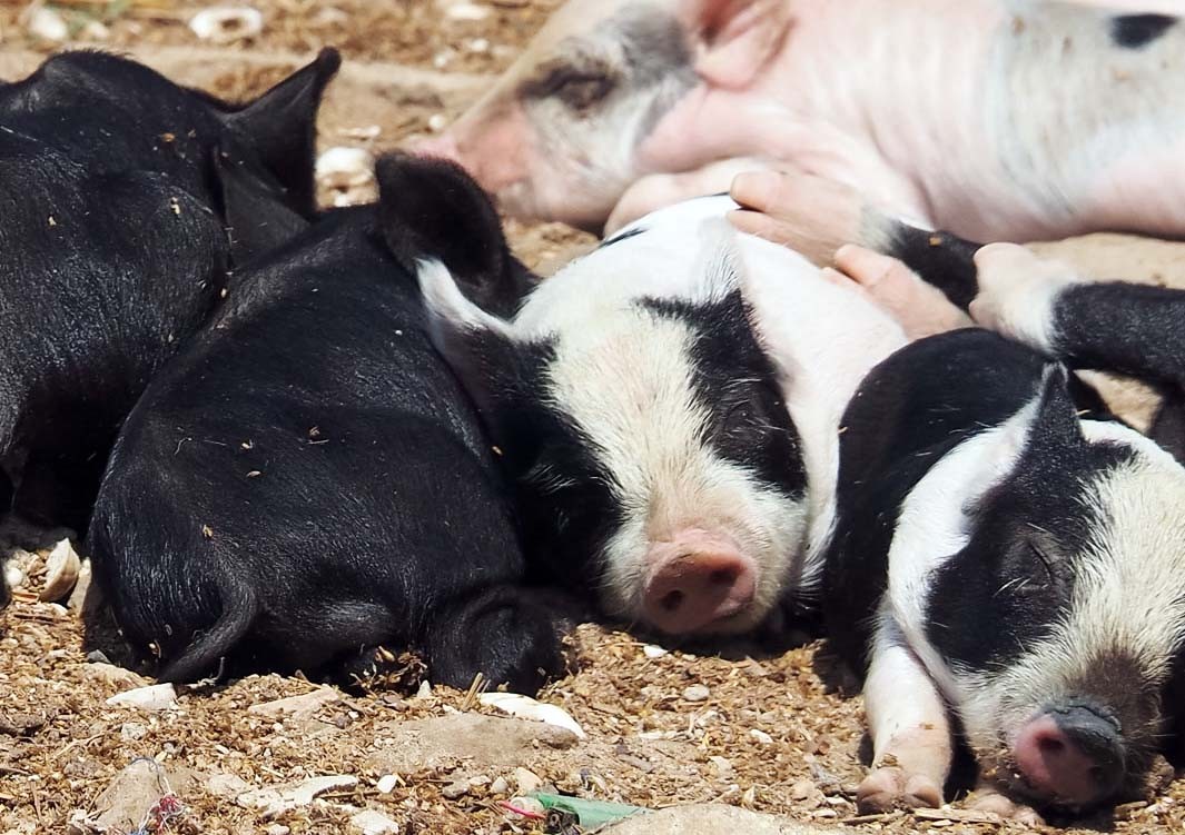 Pigs roam freely in Fadiouth, an unexpected sight in a majority Muslim country./Alexandra Yingst