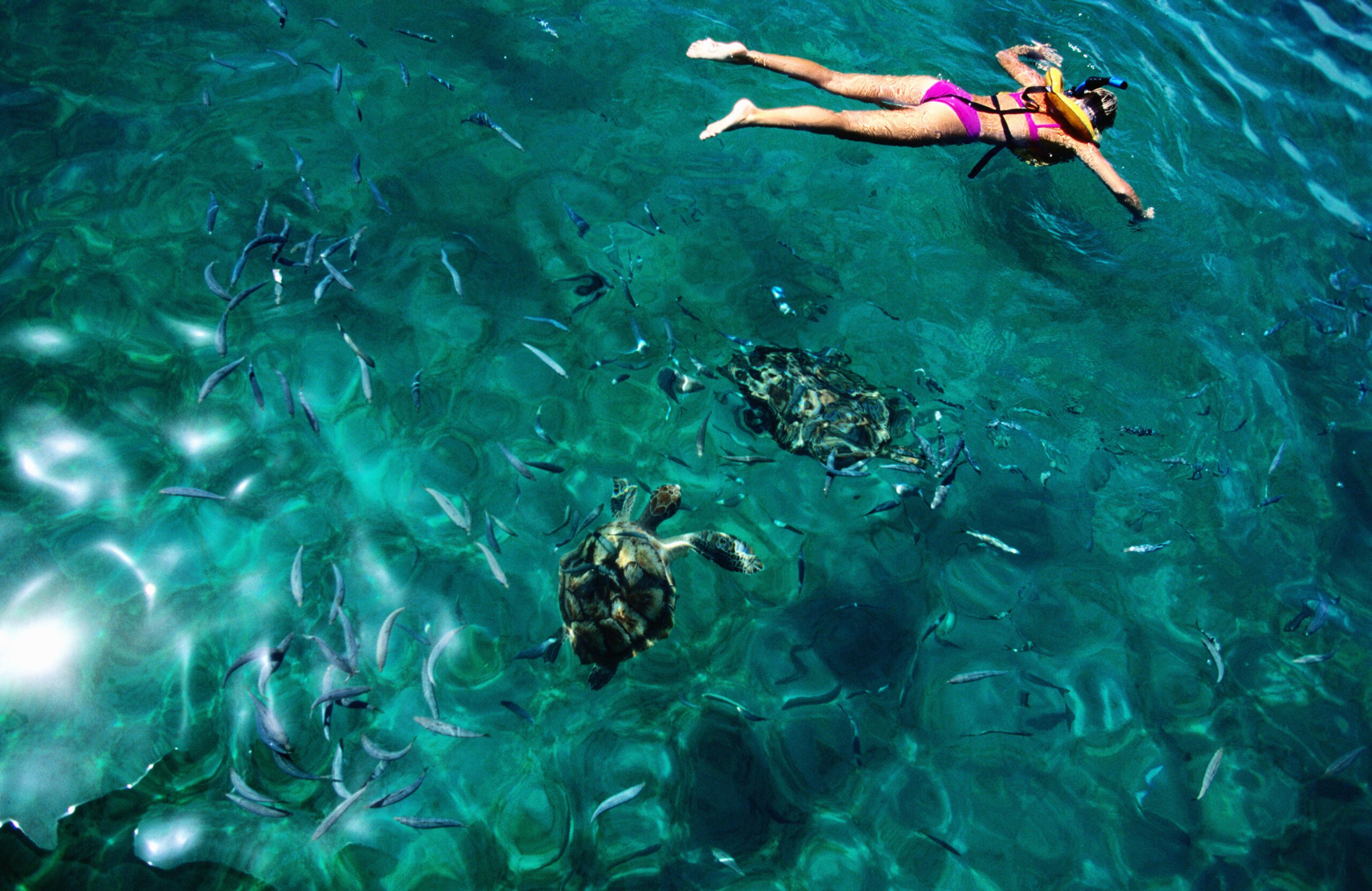 Turtles in Folkestone Park & Marine Reserve in Barbados/Getty Images