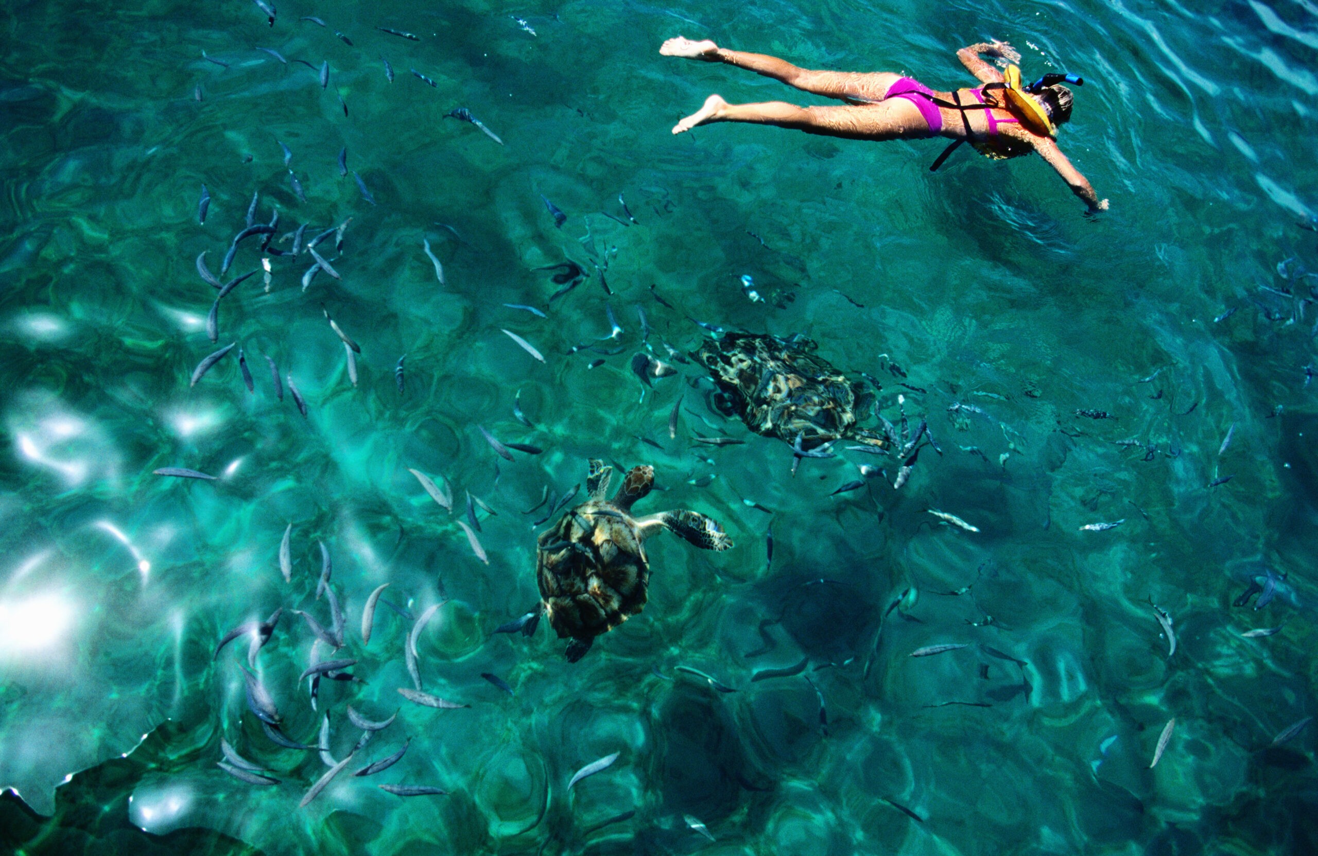 Turtles in Folkestone Park & Marine Reserve in Barbados/Getty Images