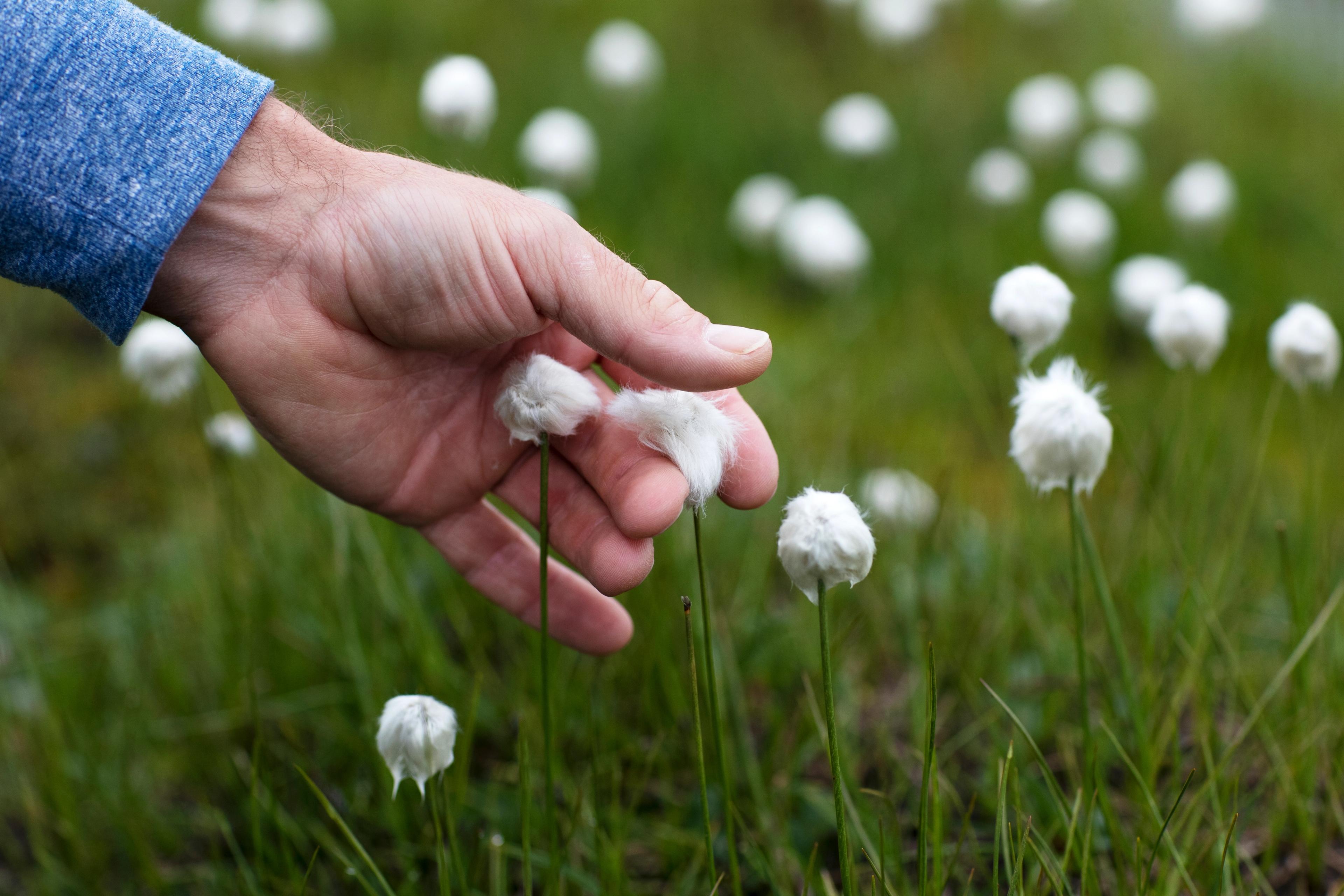 In Arctic Svalbard, patches of greenery coexist with blue ice./Photo by Lucia Griggi for Silversea.