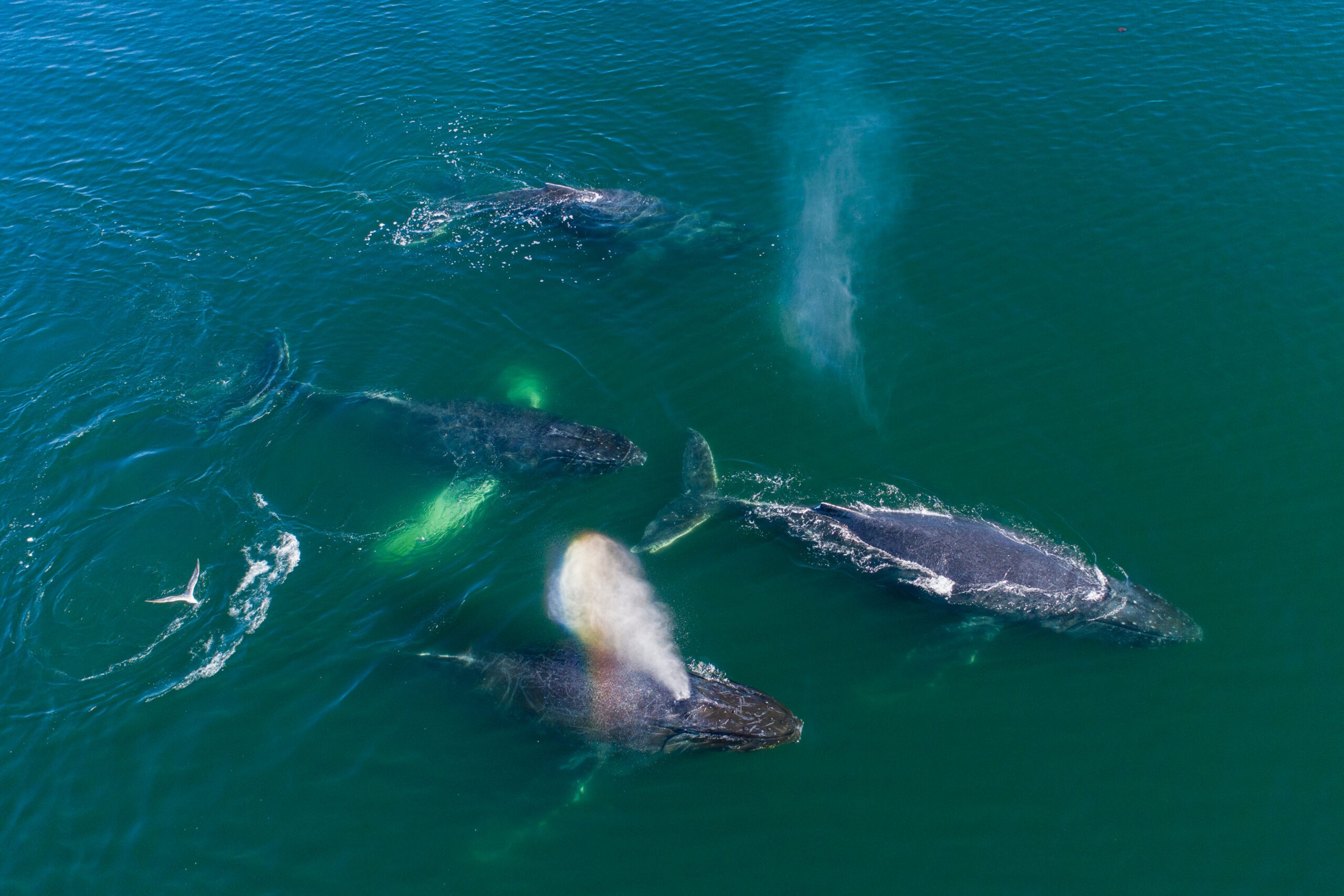 Sometimes, you get lucky, as in this shot from above of humpback whales in Frederick Sound in southeast Alaska./Shutterstock