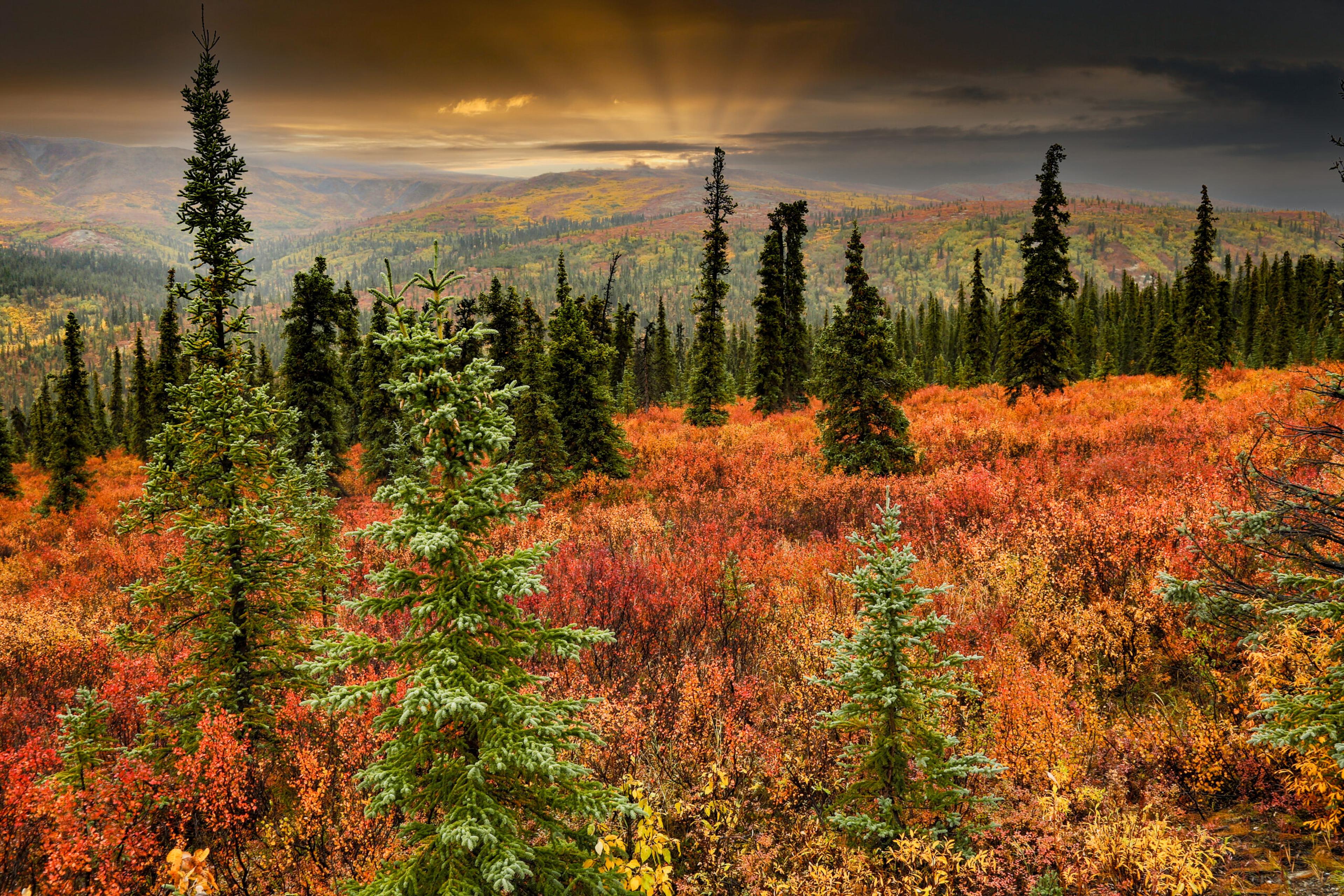 Fall comes to Denali National Park in Alaska./Shutterstock