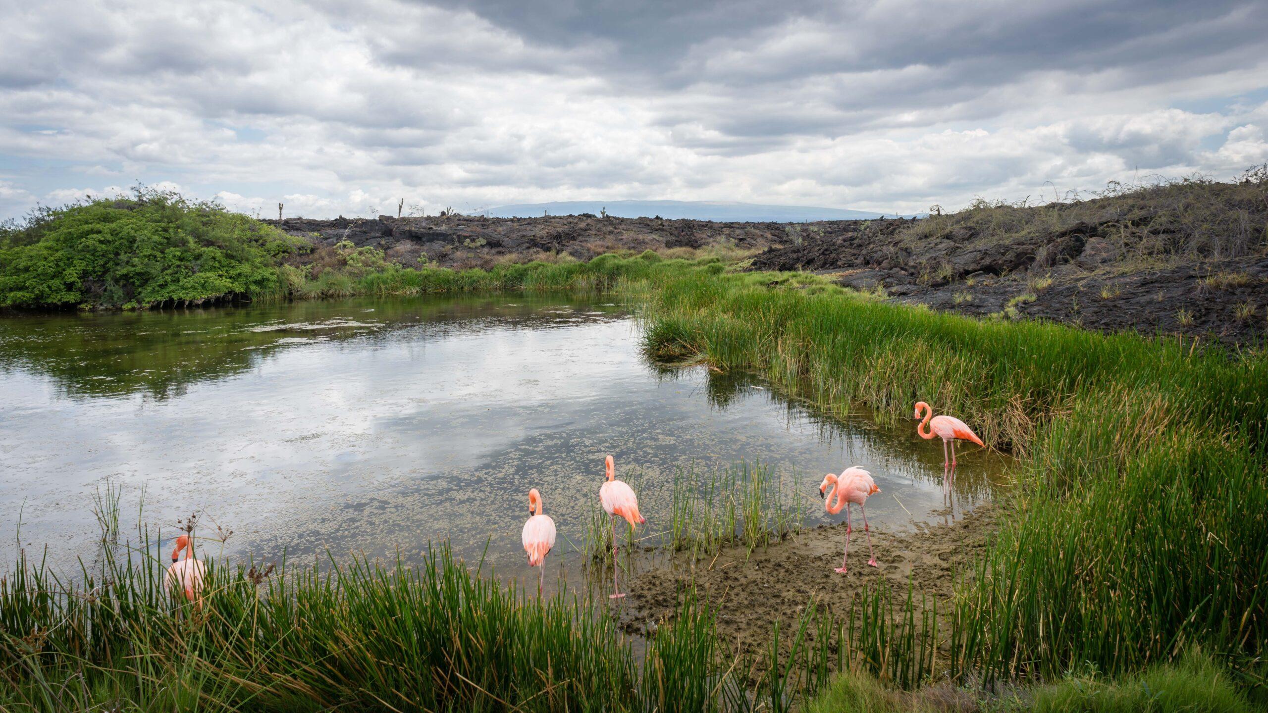 Moreno Point, Isabela Island, Galápagos/Shutterstock