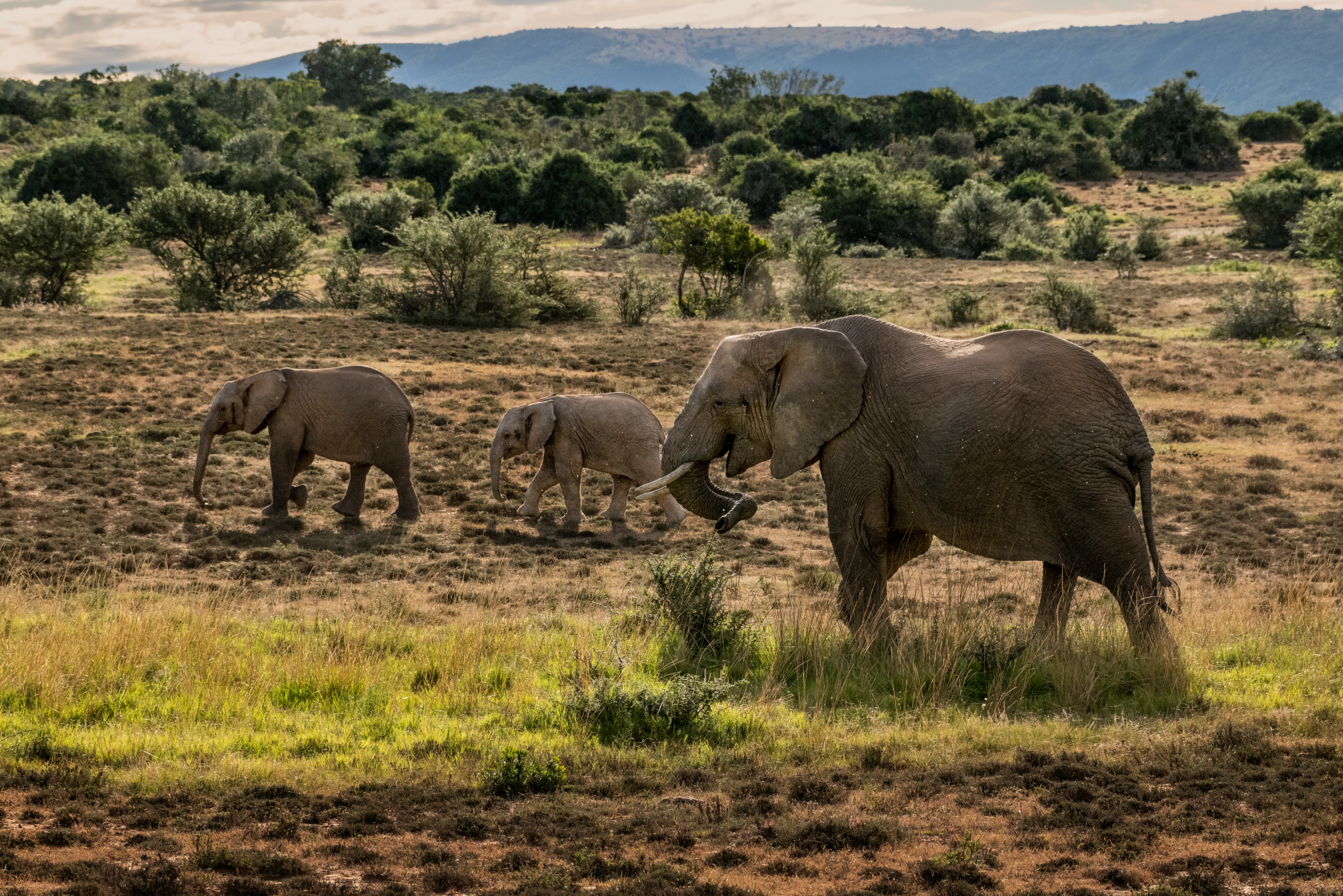 Enjoy a Safari to meet elephants