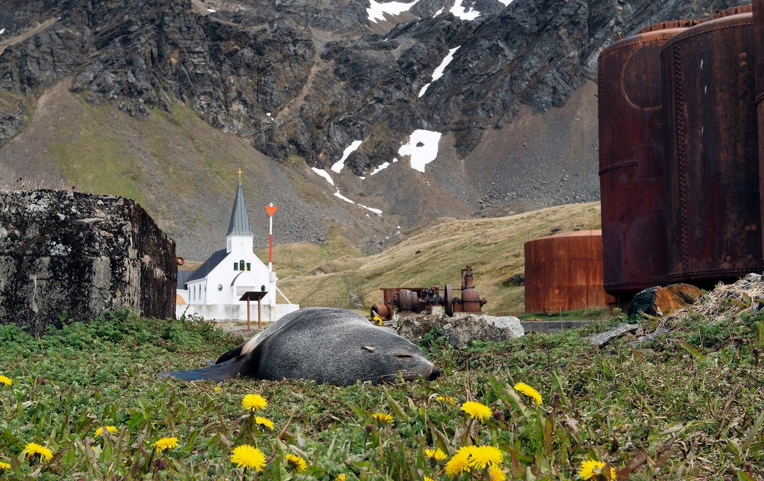 A fur seal sleeps on the grass of the old whaling station. Grytviken's church is visible in the background./Ross Vernon McDonald