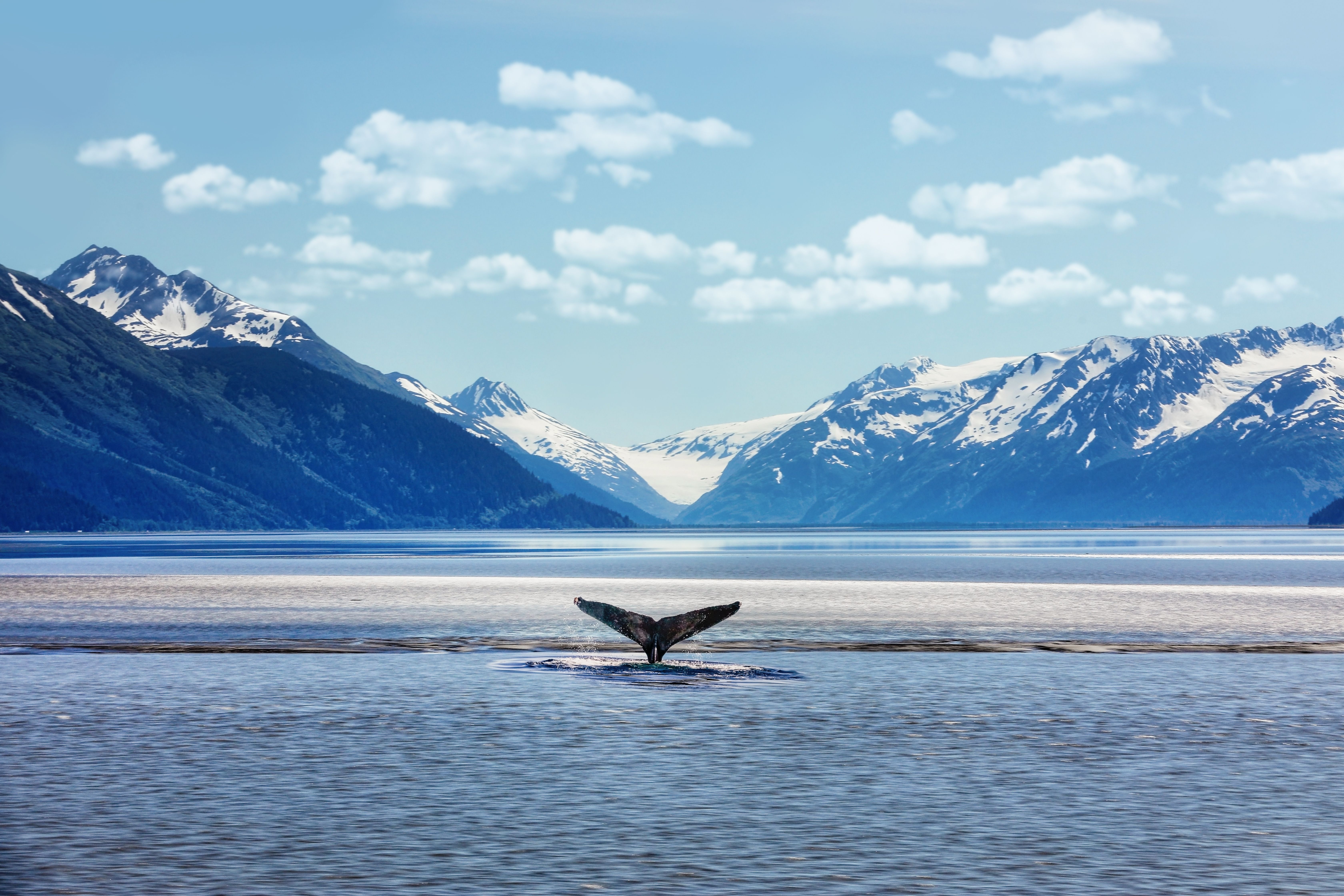 When and How to See Whales in Alaska