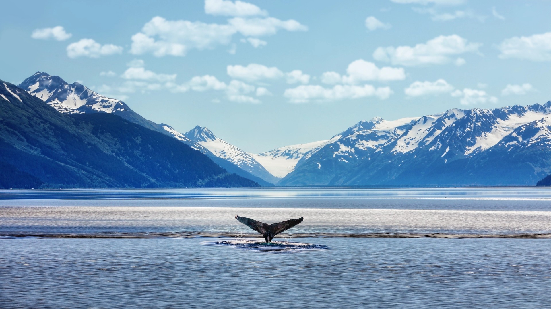 When and How to See Whales in Alaska