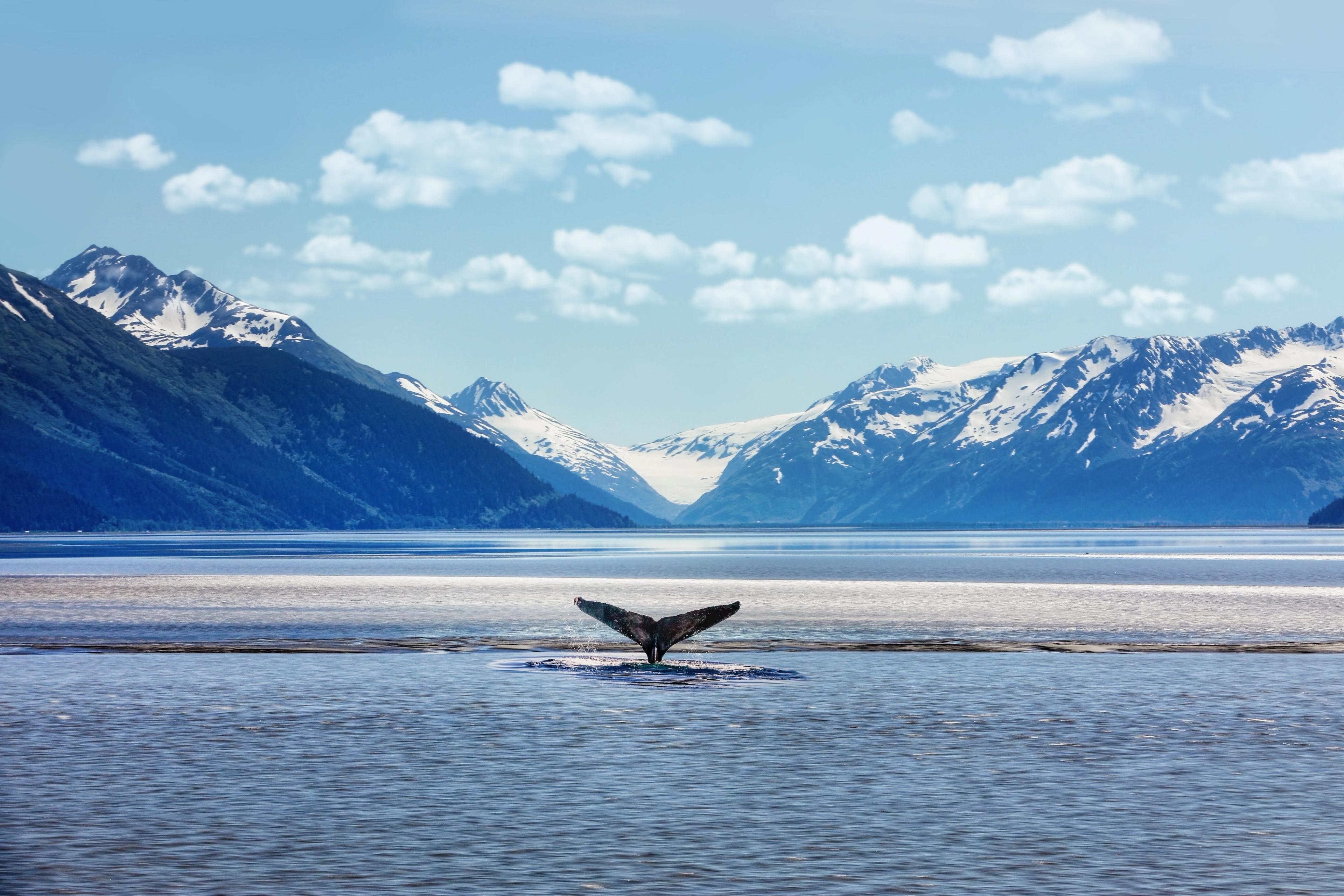 When and How to See Whales in Alaska