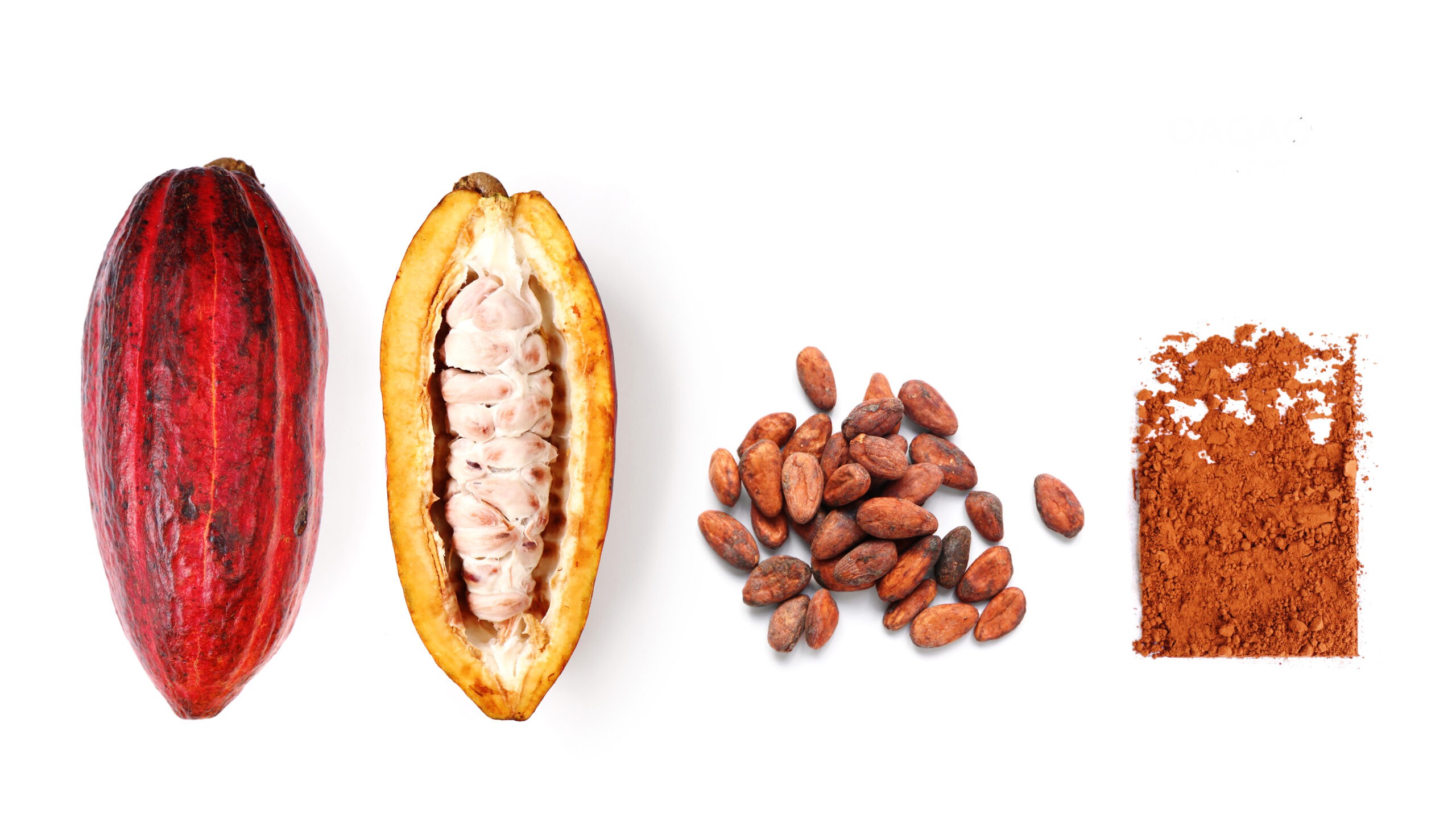Cacao fruit, cacao beans and cacao powder. Mayas, Aztecs and Toltecs grew the fruit and used the beans for beverages and, sometimes, currency./Shutterstock