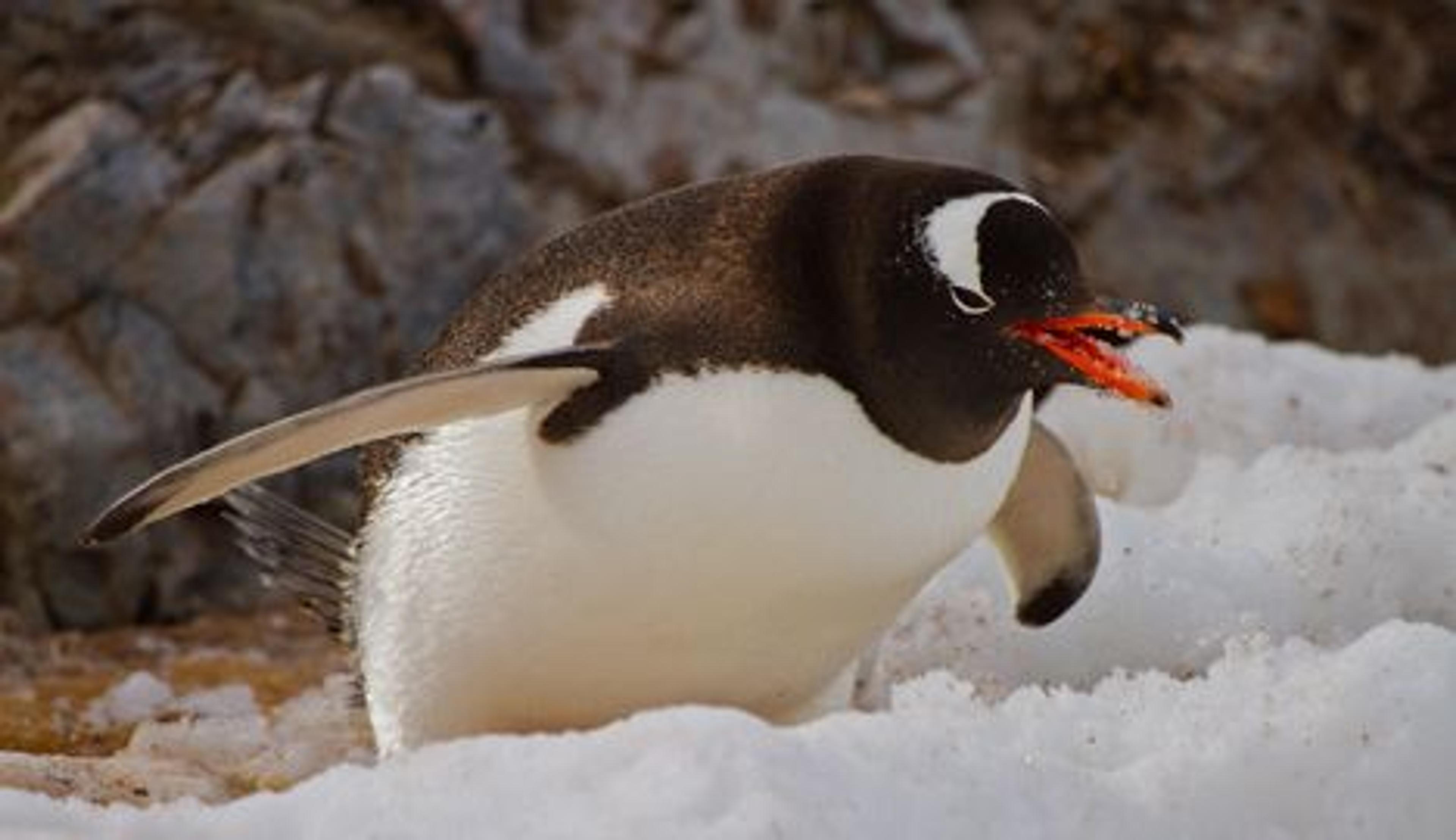 Gentoo penguin