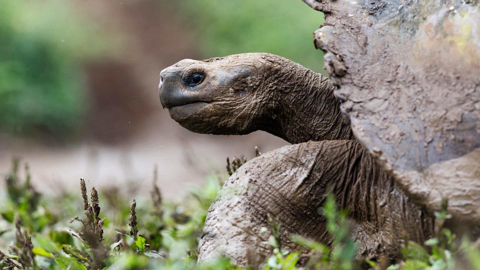Sustainability in Ecuador: On a Farm, Coffee and Giant Tortoises Live in Harmony