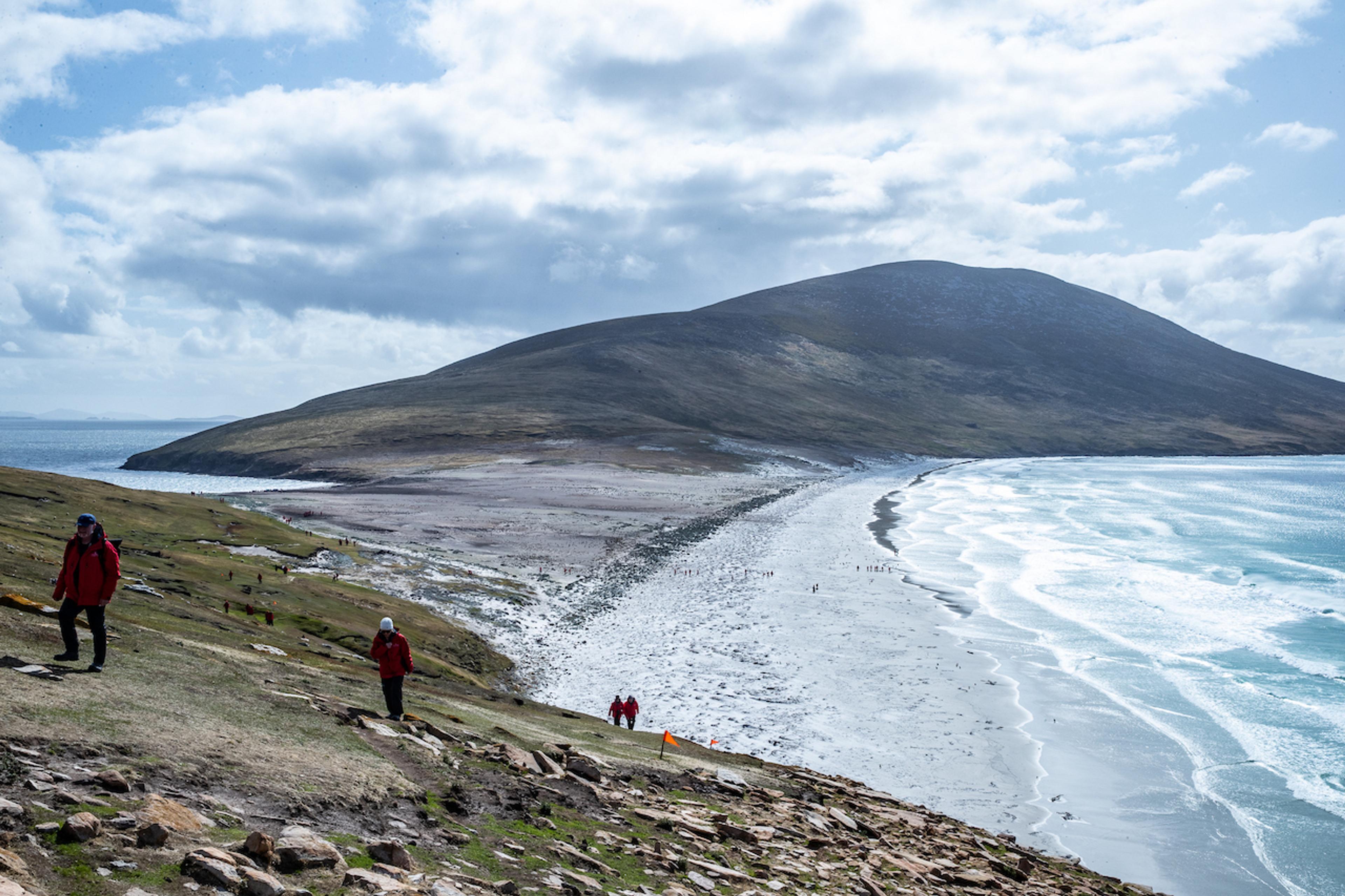 Magellanic penguins reside along the coastline of Saunders Island in the Falklands./Benn Berkeley
