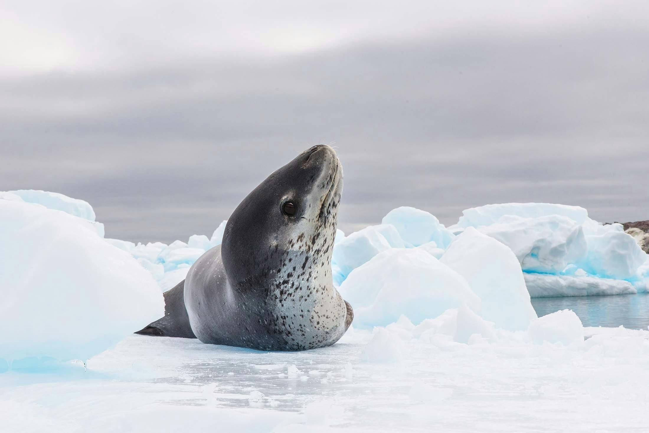 Leopard seal, Cierva Cove, Antarctica./Denis Elterman