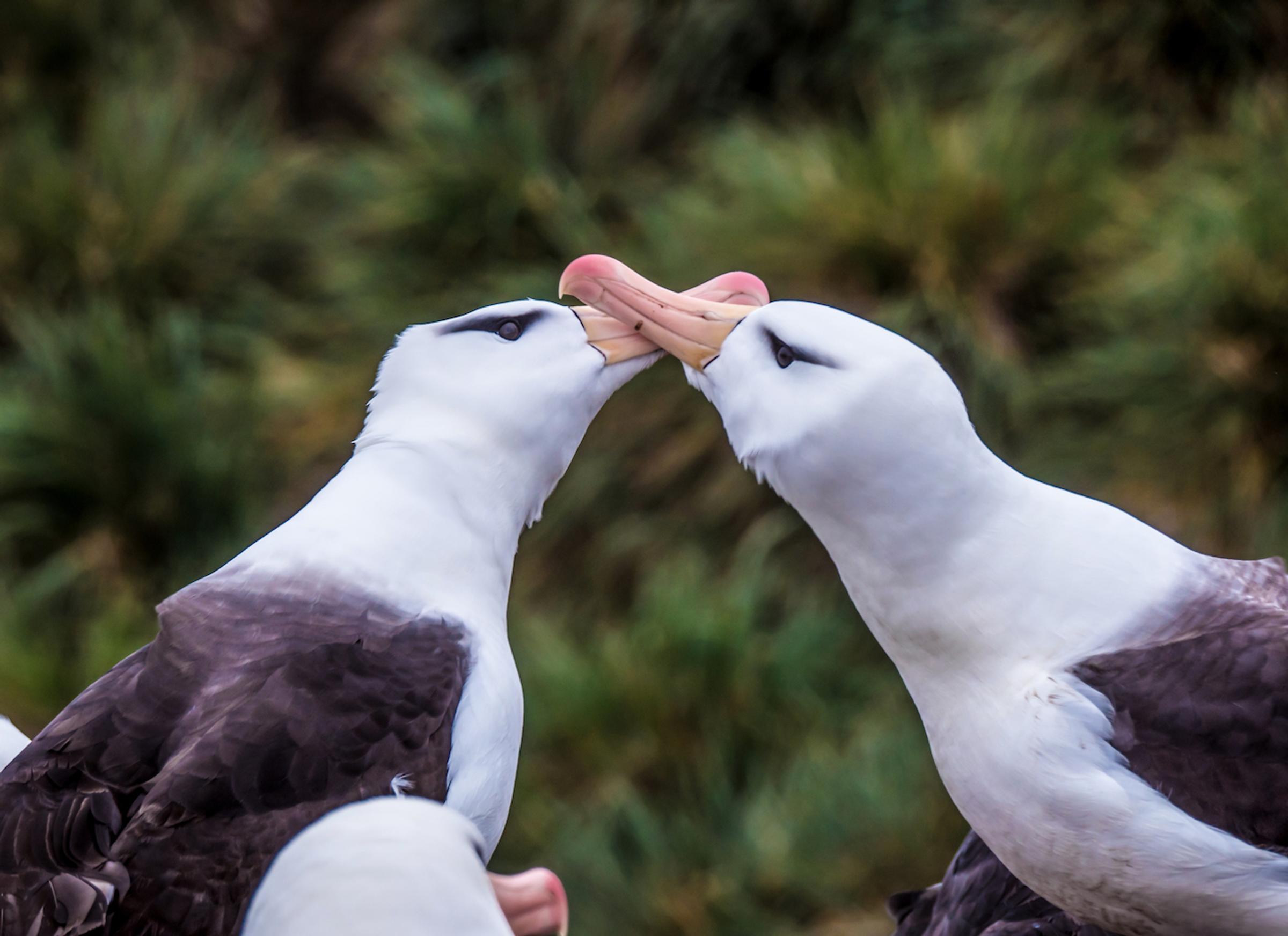 Seabirds West Point Island Falkland