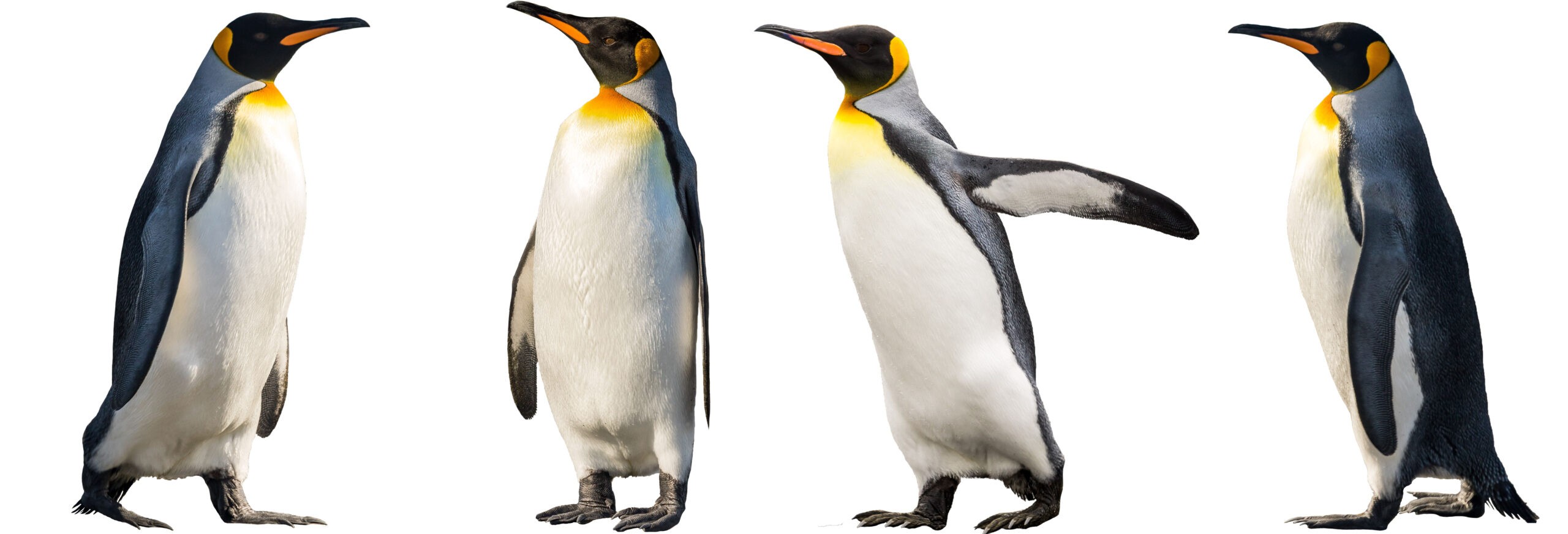 Scientists estimate there are as many as 2 million King penguins in the world./Shutterstock