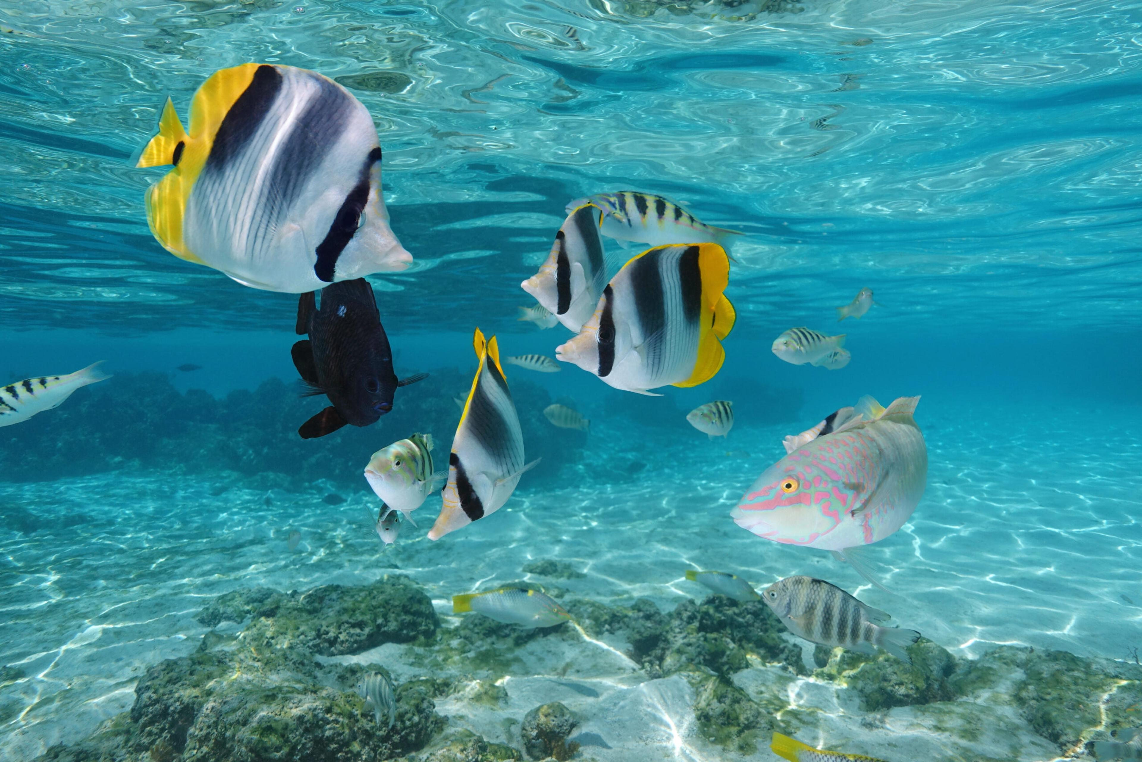 Underwater landscapes in Moorea are as beautiful as its overland vistas