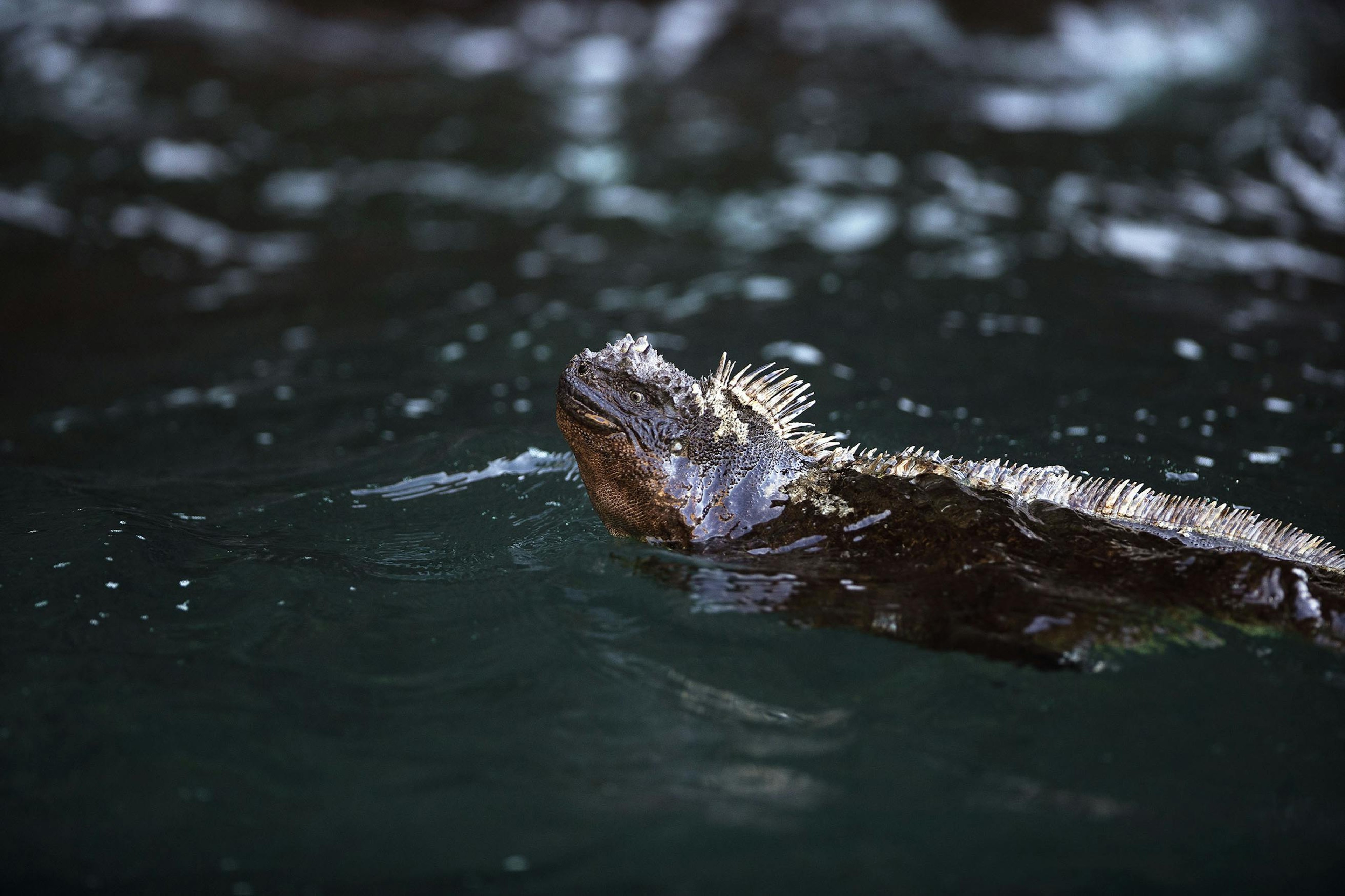 Endemic to the Galápagos Islands, the marine iguana is Earth's only sea-going lizard./Lucia Griggi