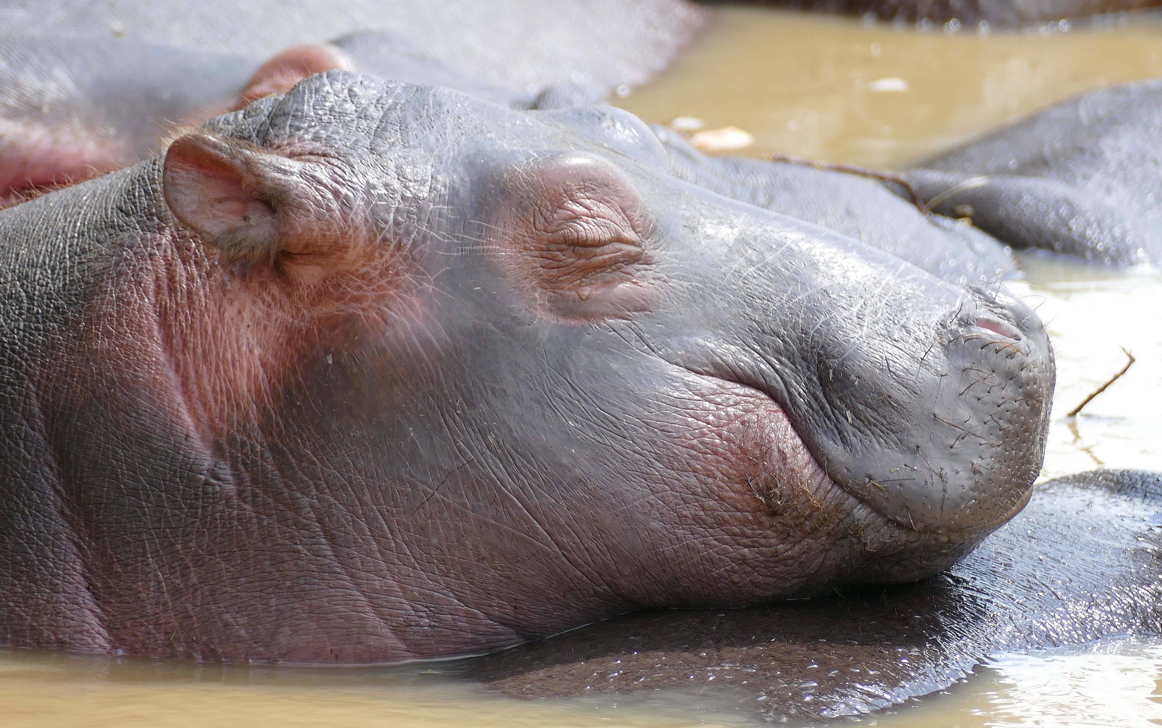 Young hippo rests in waters at St. Lucia./Wikimedia Commons/Bernard Dupont