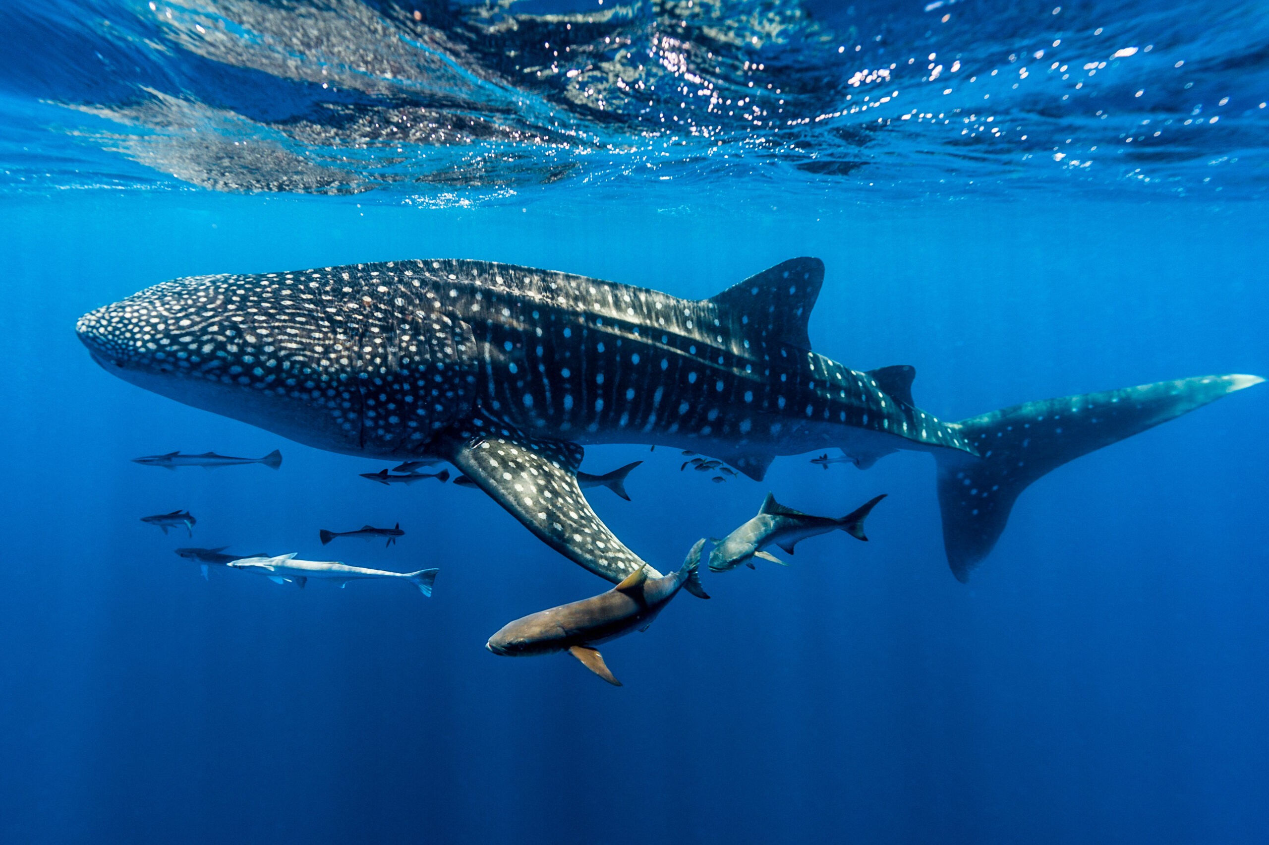 A whale shark at the Ningalo0 Reef in Western Australia. These creatures can be as long as 59 feet, although 39 feet is more common, and can live to be 100 years old./Getty Images