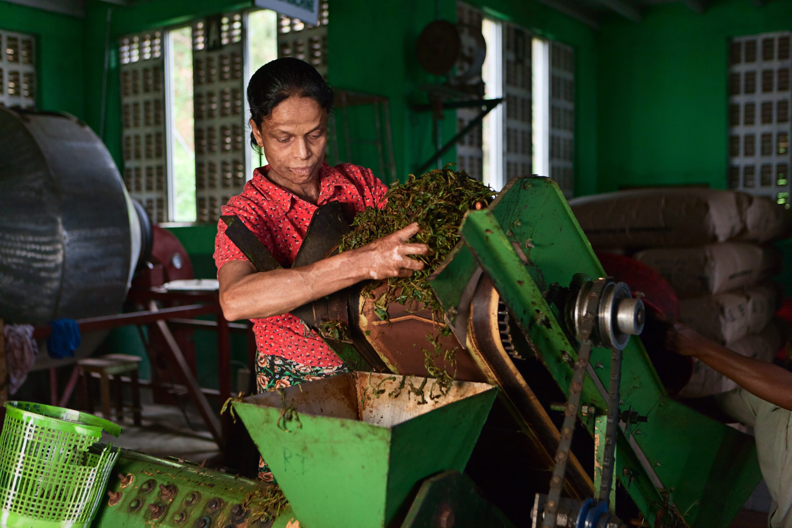 Tea factory in Sri Lanka, which is the fourth largest producer of tea in the world./Getty Images