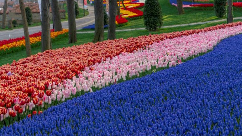 Tiptoe Through the Tulips (and Lots of Them) in Turkey