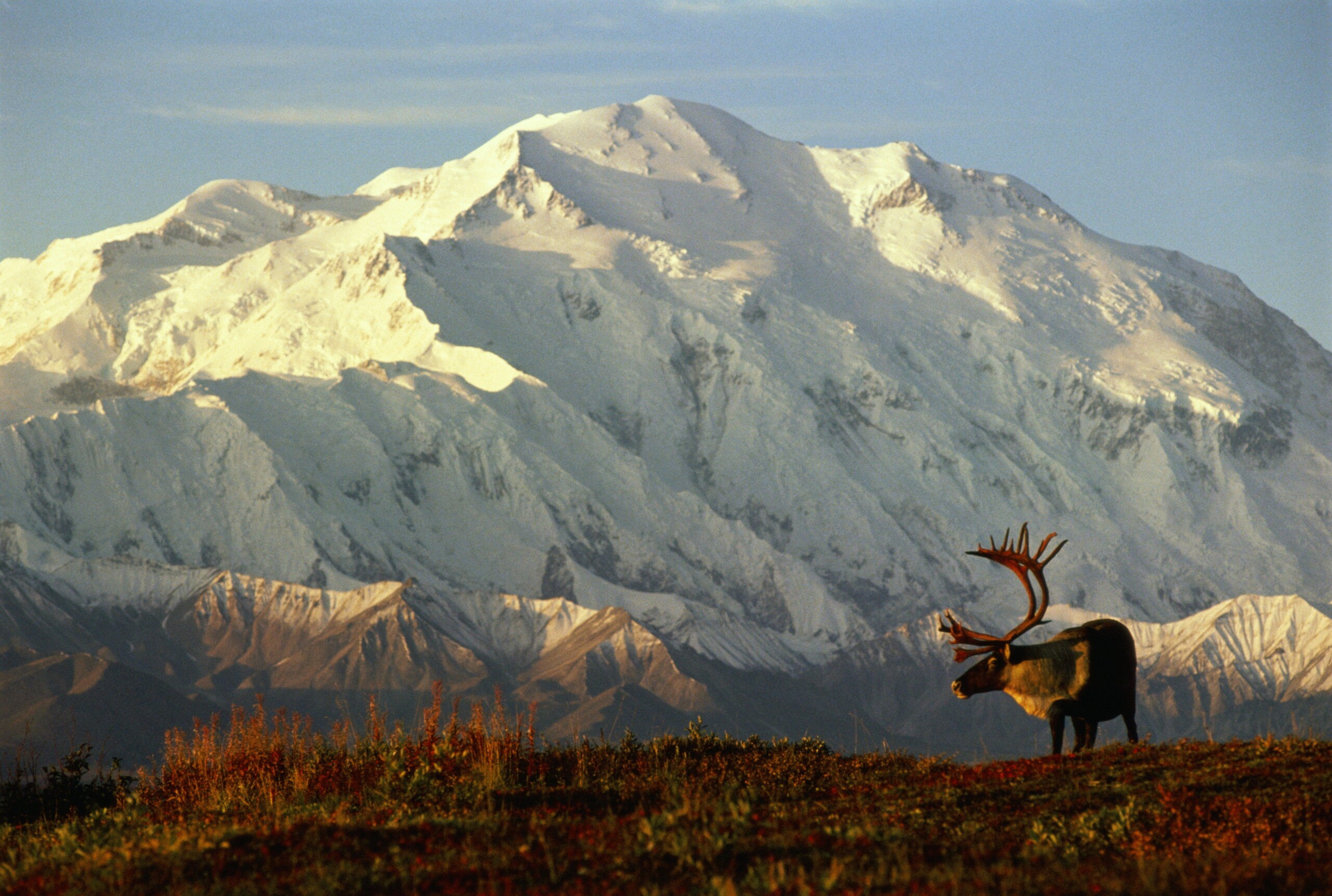 What happens when you domesticate a caribou (above) in Alaska? Sausage./Getty images photo by Johnny Johnson