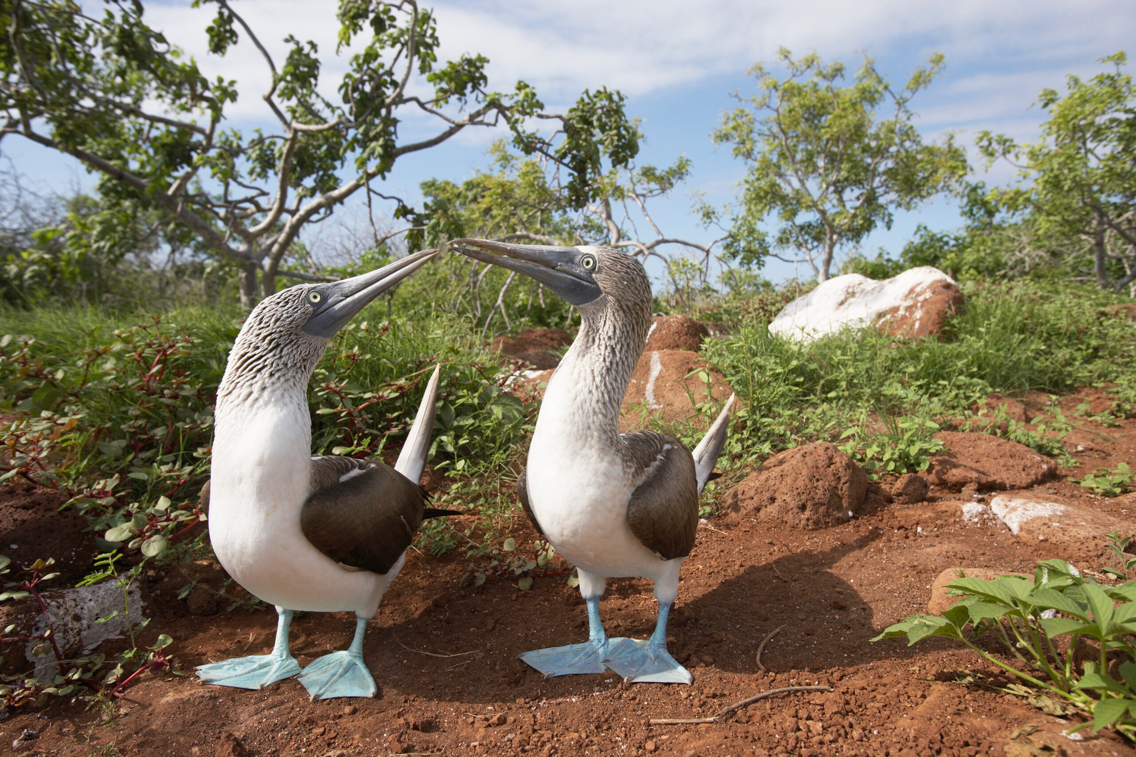 Blue-footed boobies courting in the Galápagos/Getty Images