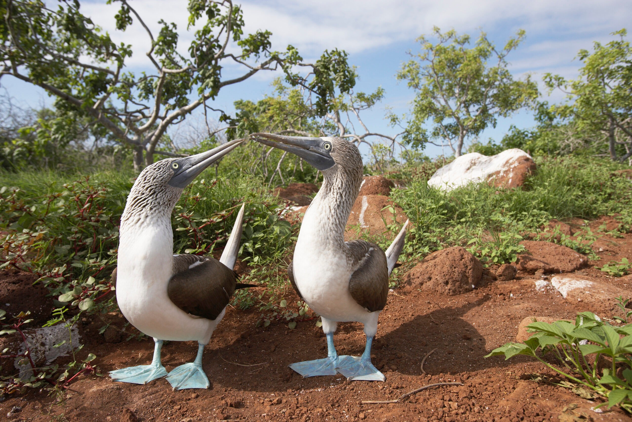 Blue-footed boobies courting in the Galápagos/Getty Images