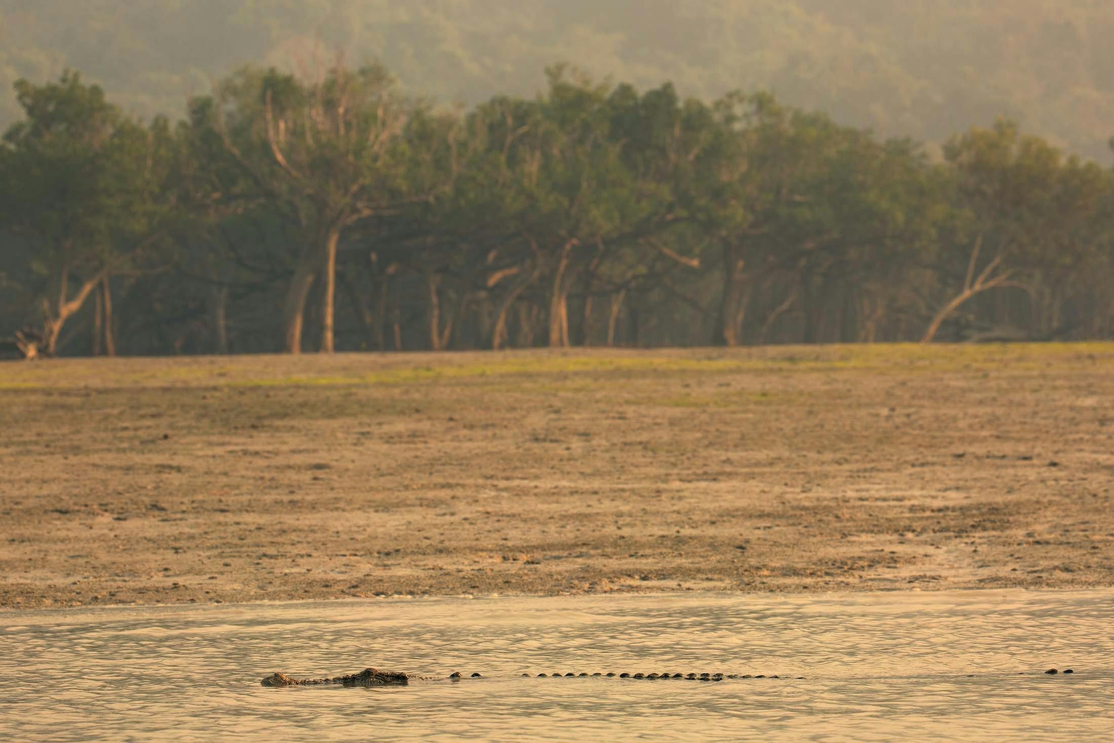 A crocodile lurks in Hunter River, Kimberley, Australia./Denis Elterman