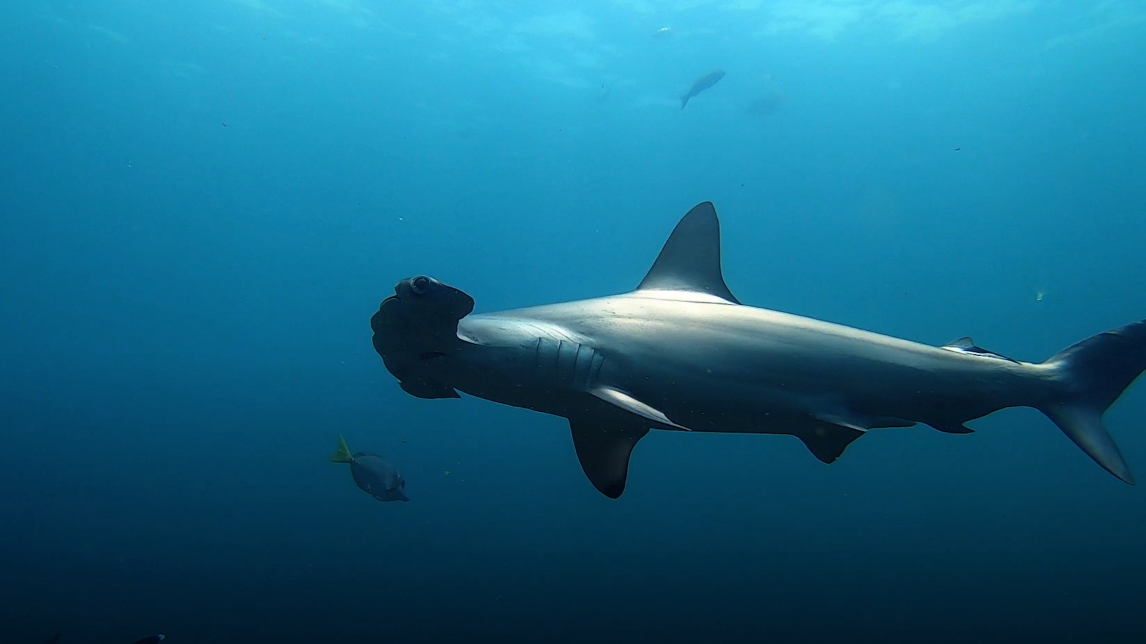 Experiencing the Splendor of Hammerhead Sharks in the Galápagos