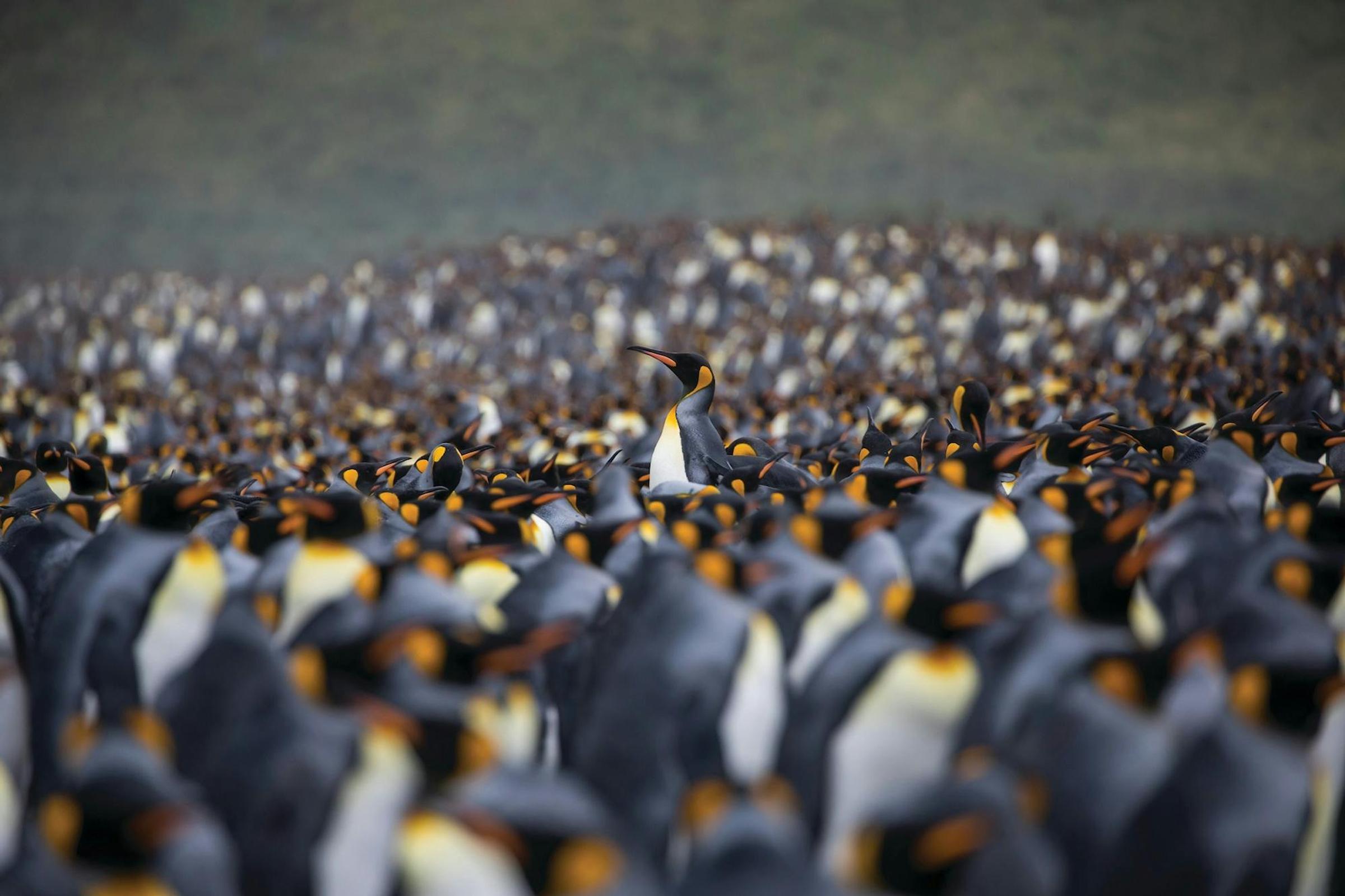 King Penguins Of South Georgia