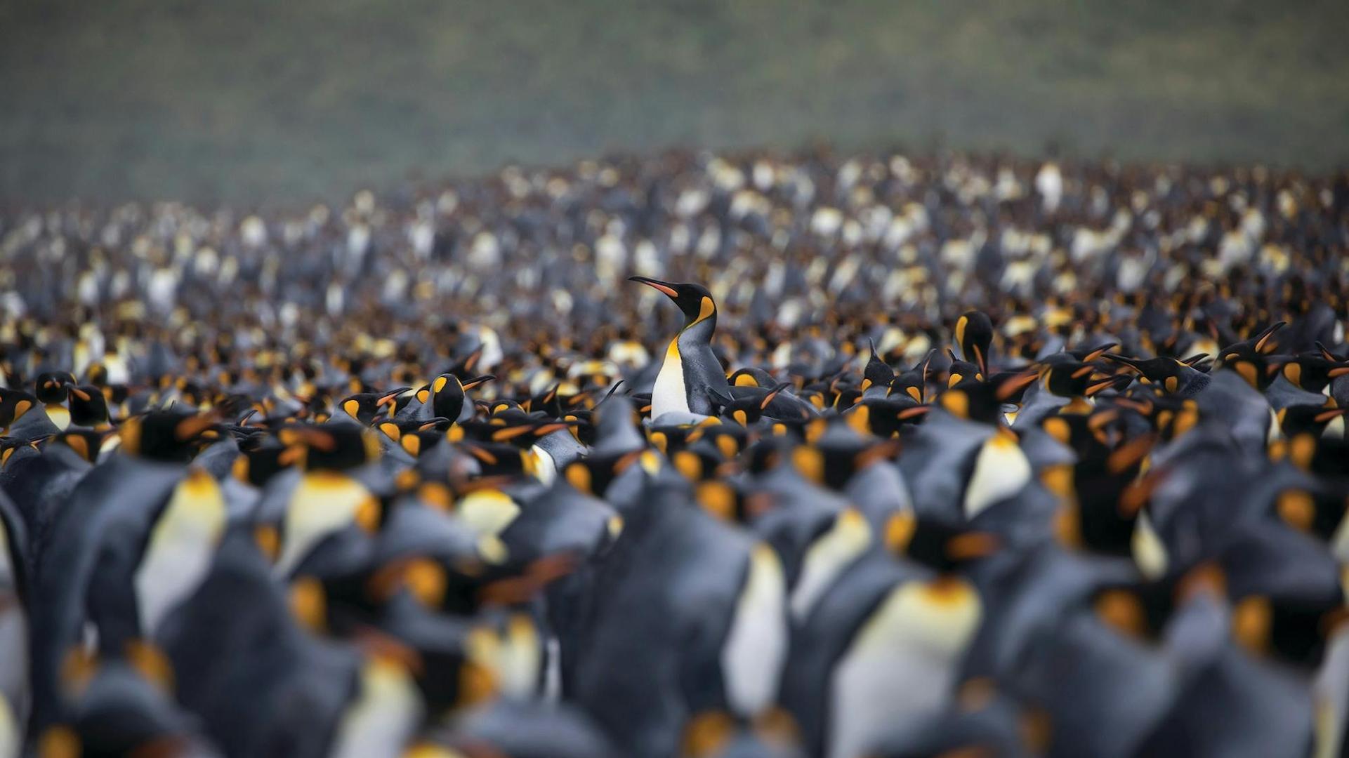 The King Penguin of South Georgia: All You Need to Know