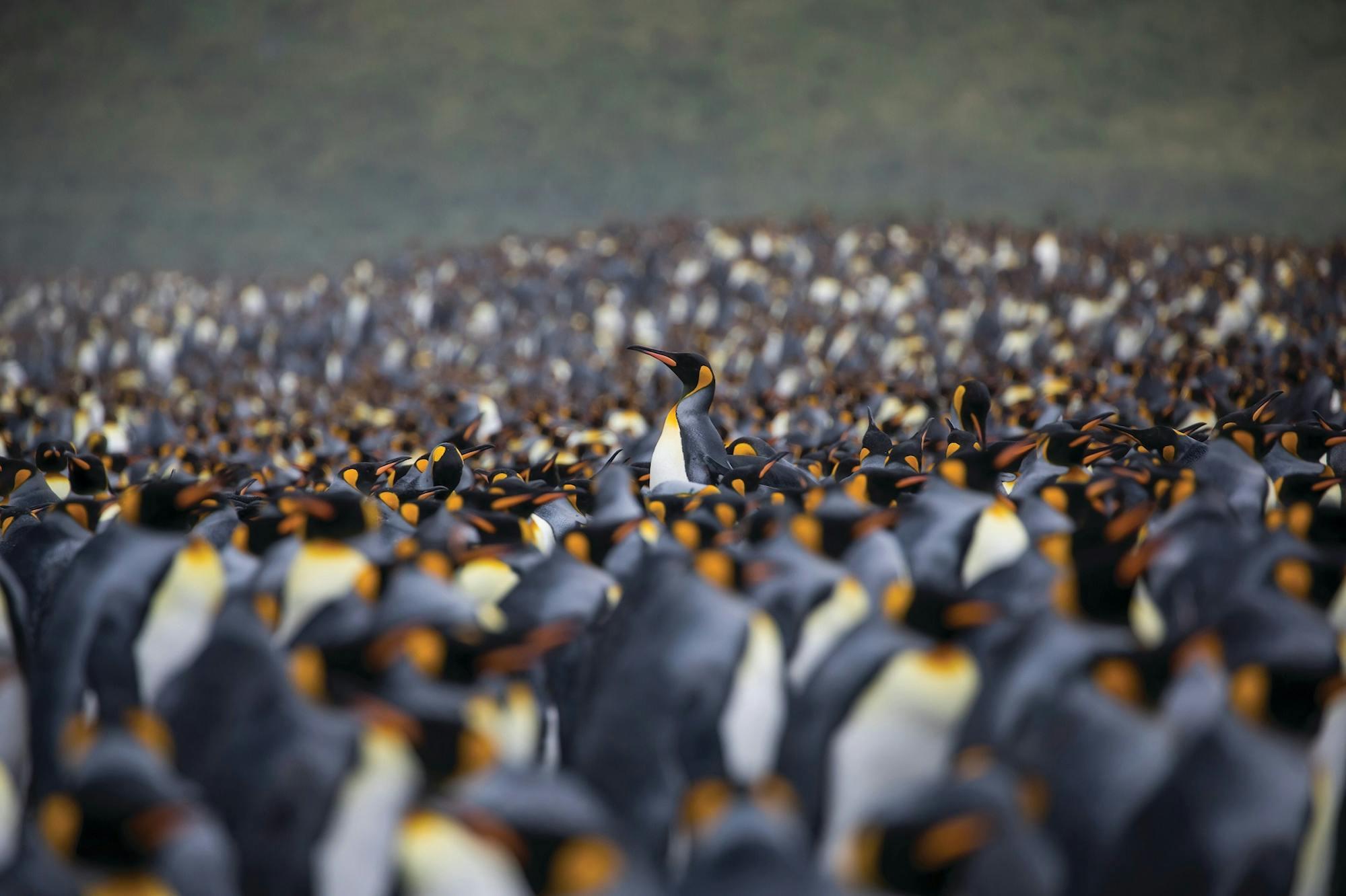 The King Penguin of South Georgia: All You Need to Know