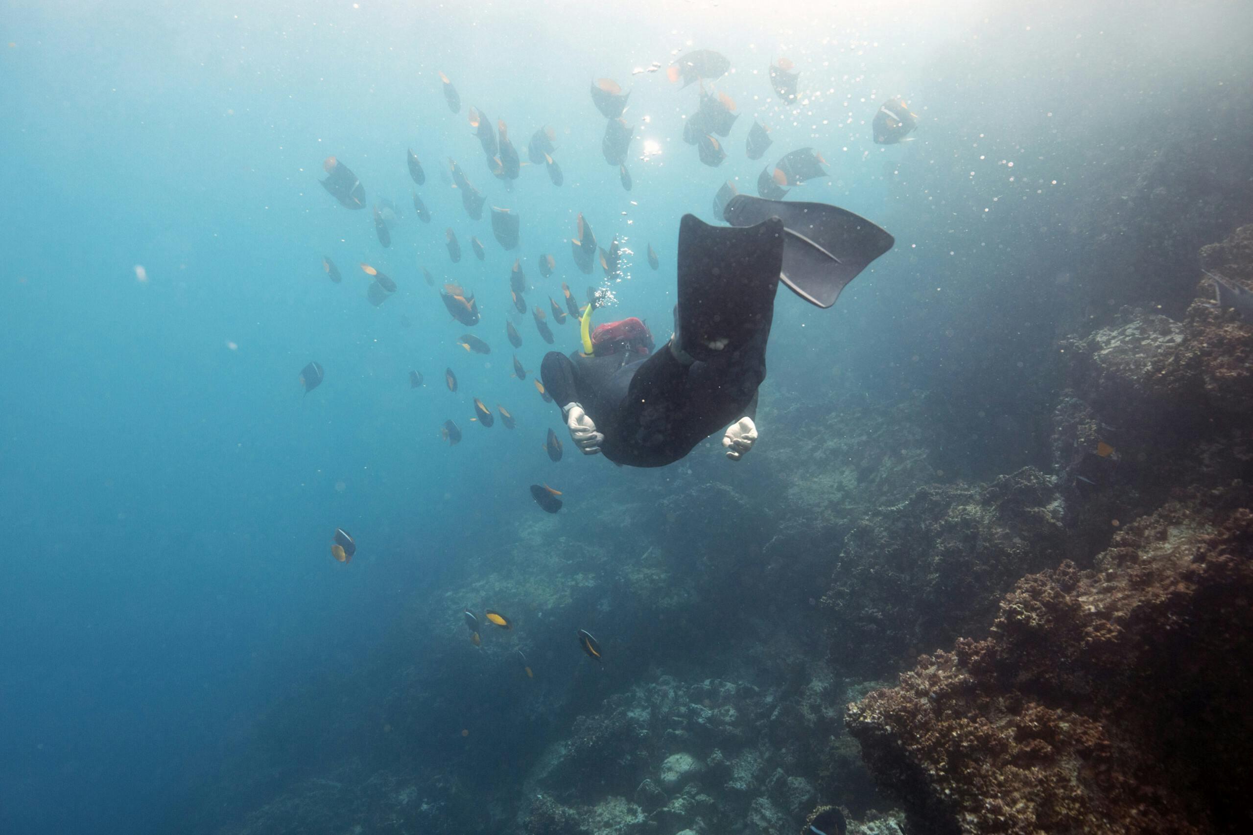 Snorkeling Champion Islet Floreana in the Galápagos. If you're extremely patient and calm and wait for fish to approach you, all of them will come close to you. It's that curiosity that animals have.