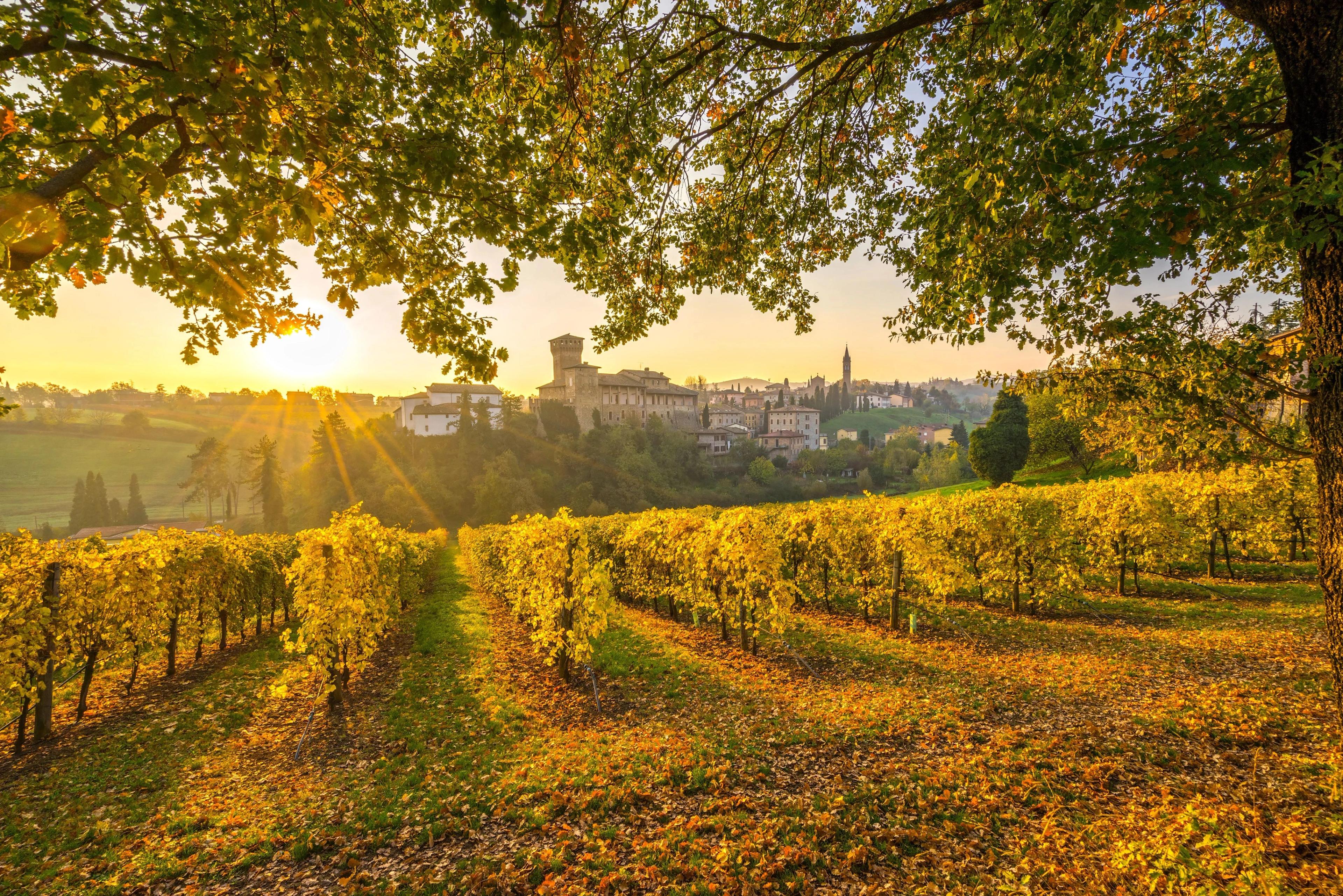 Tuscany vineyard rolling hills showcasing vibrant autumn grapevines. 