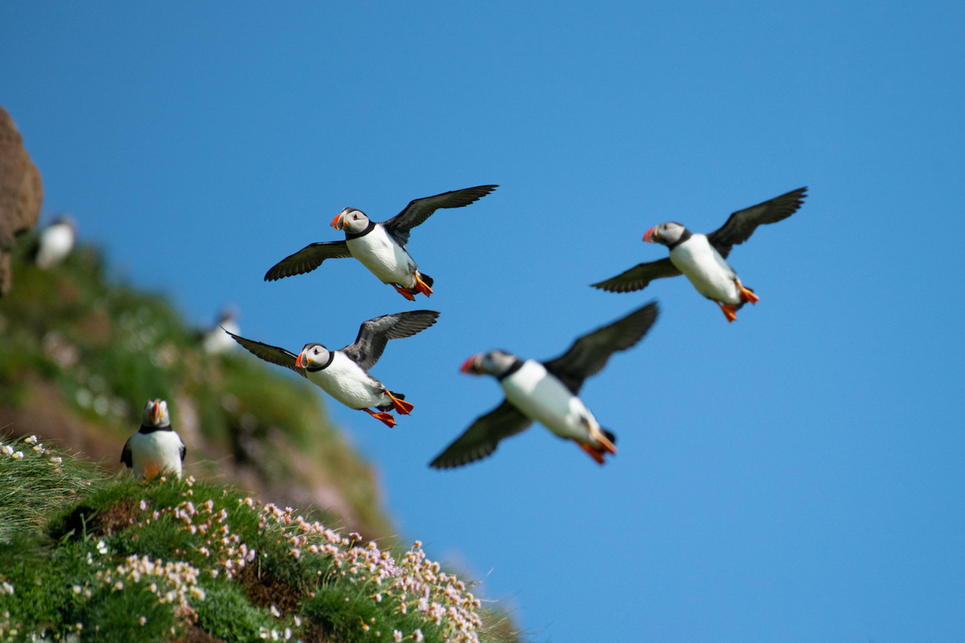 Atlantic Puffins spend most of their time at sea, but return to cliffside colonies to mate./Denis Elterman