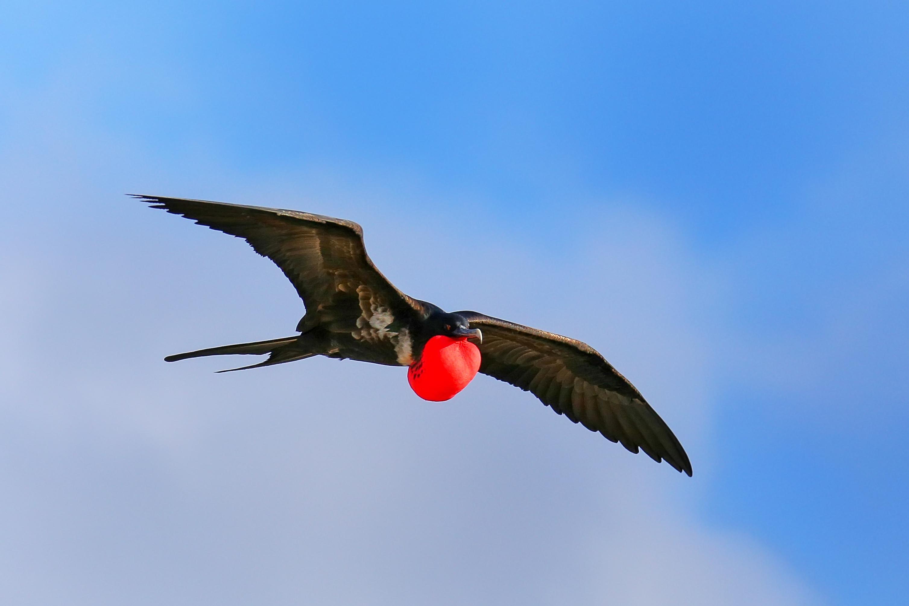 Frigate Bird in Galápagos./Shutterstock
