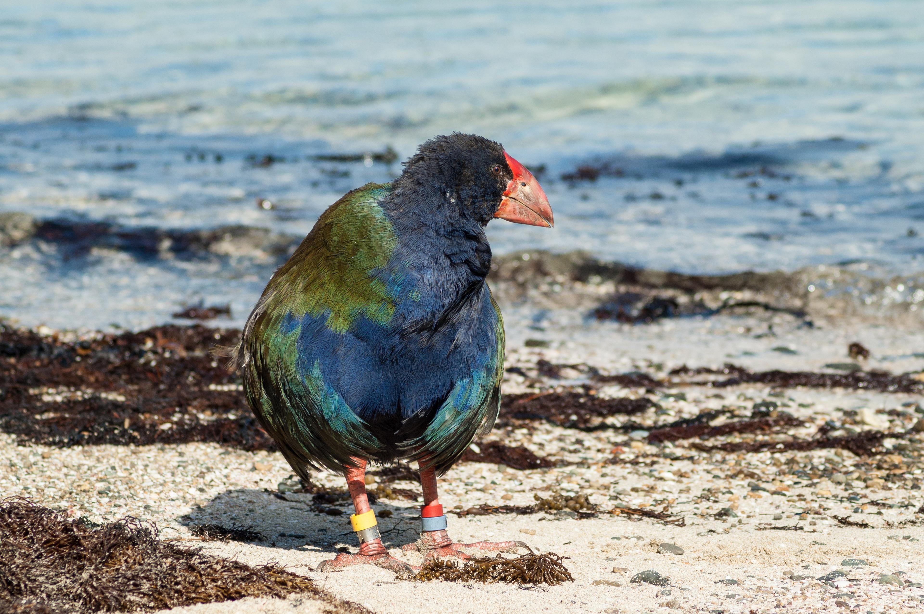 A single takahe on the beach on Tiritiri Matangi Island in the Hauraki Gulf, Auckland, New Zealand