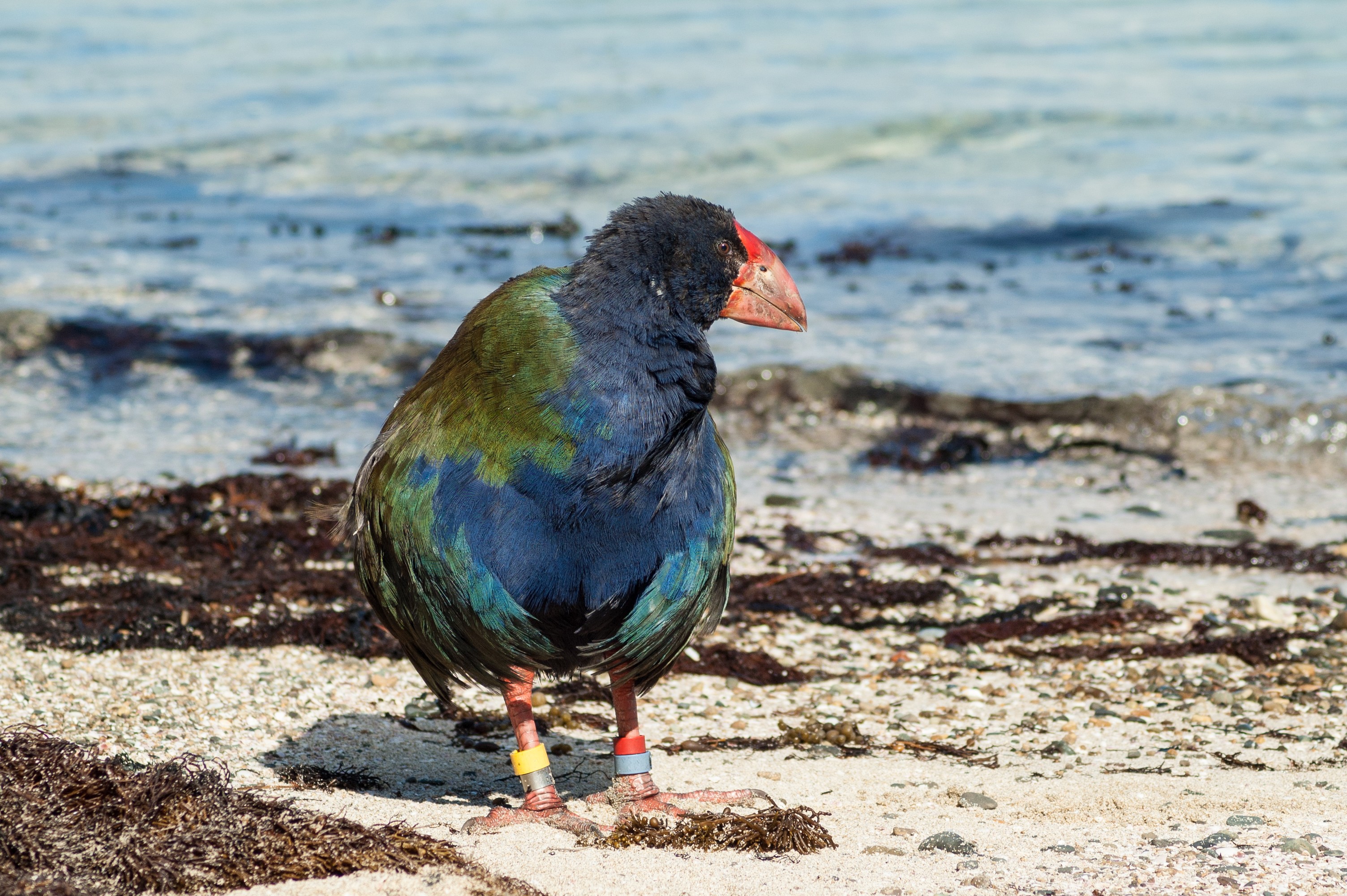 A single takahe on the beach on Tiritiri Matangi Island in the Hauraki Gulf, Auckland, New Zealand