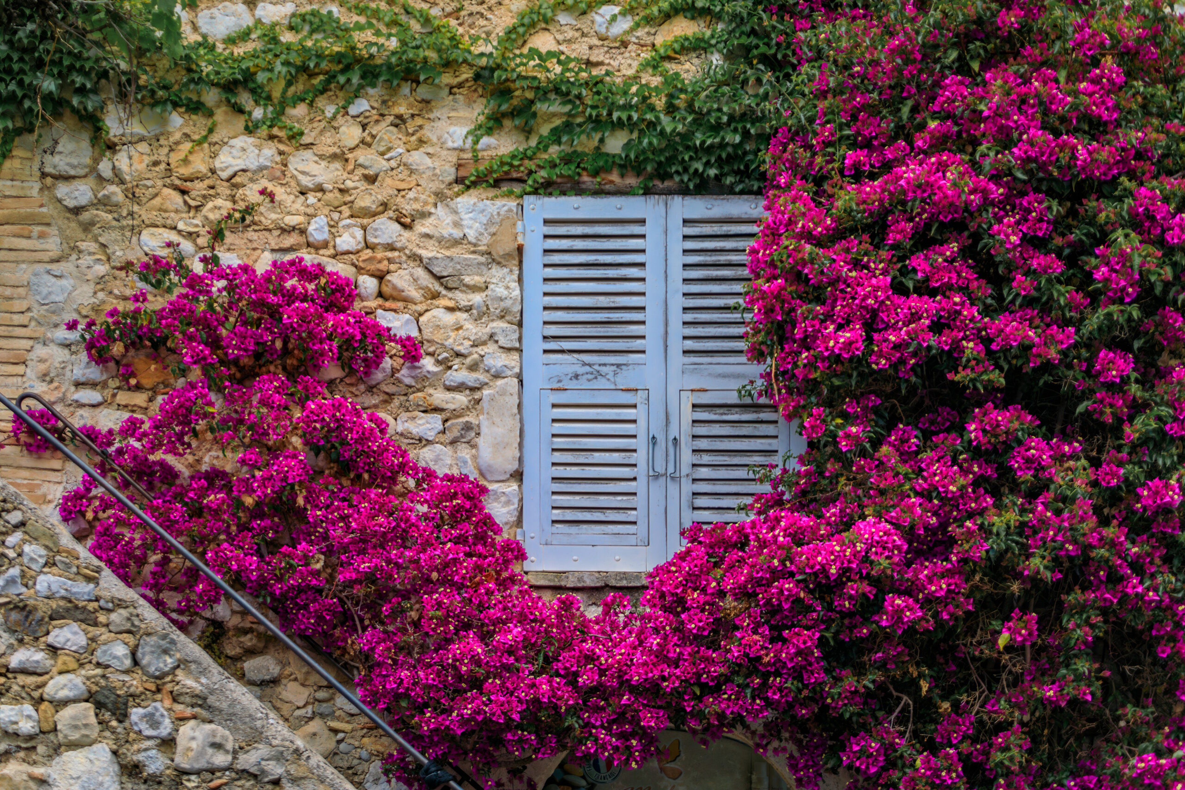 Blooming bougainvillea flower vines frames an old stone house window Saint-Paul de Vence./Getty Images