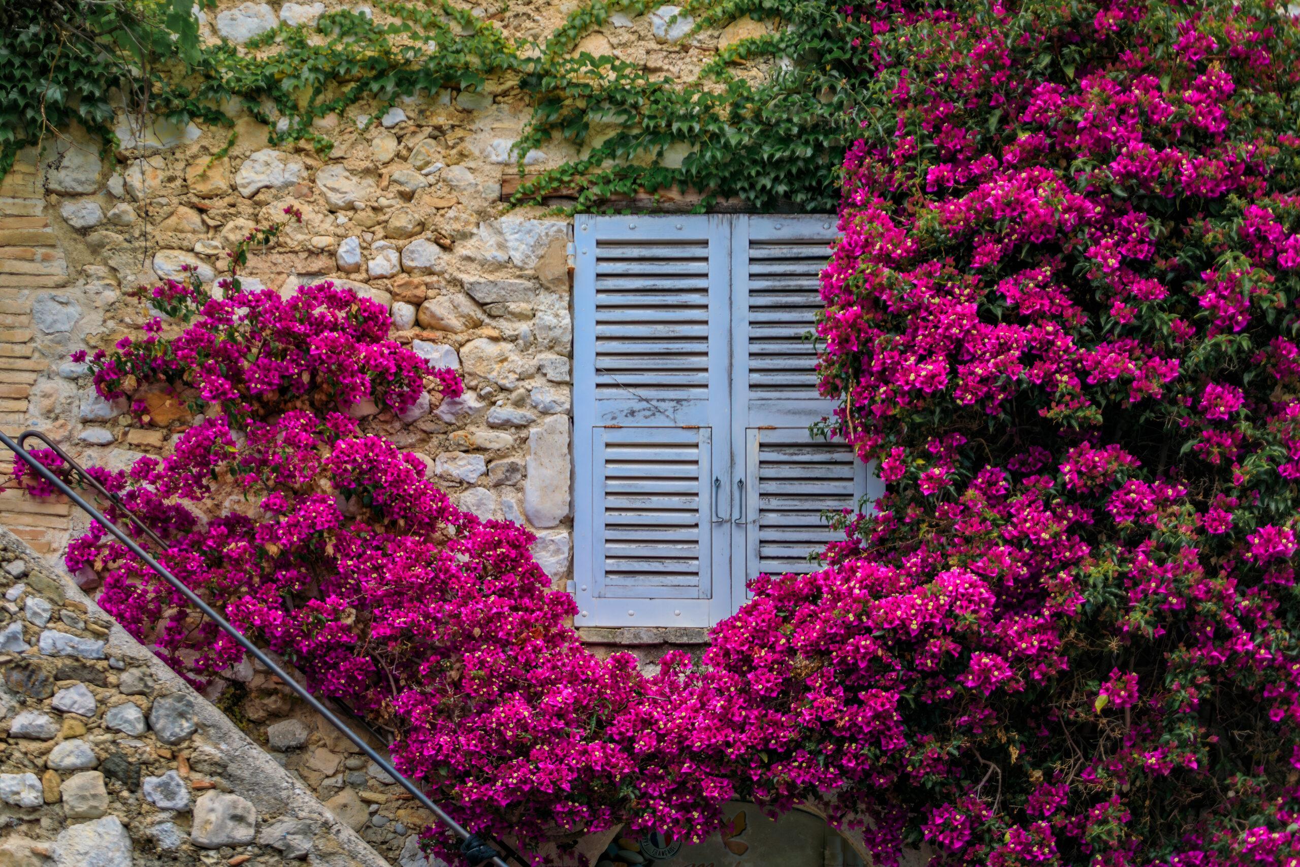 Blooming bougainvillea flower vines frames an old stone house window Saint-Paul de Vence./Getty Images
